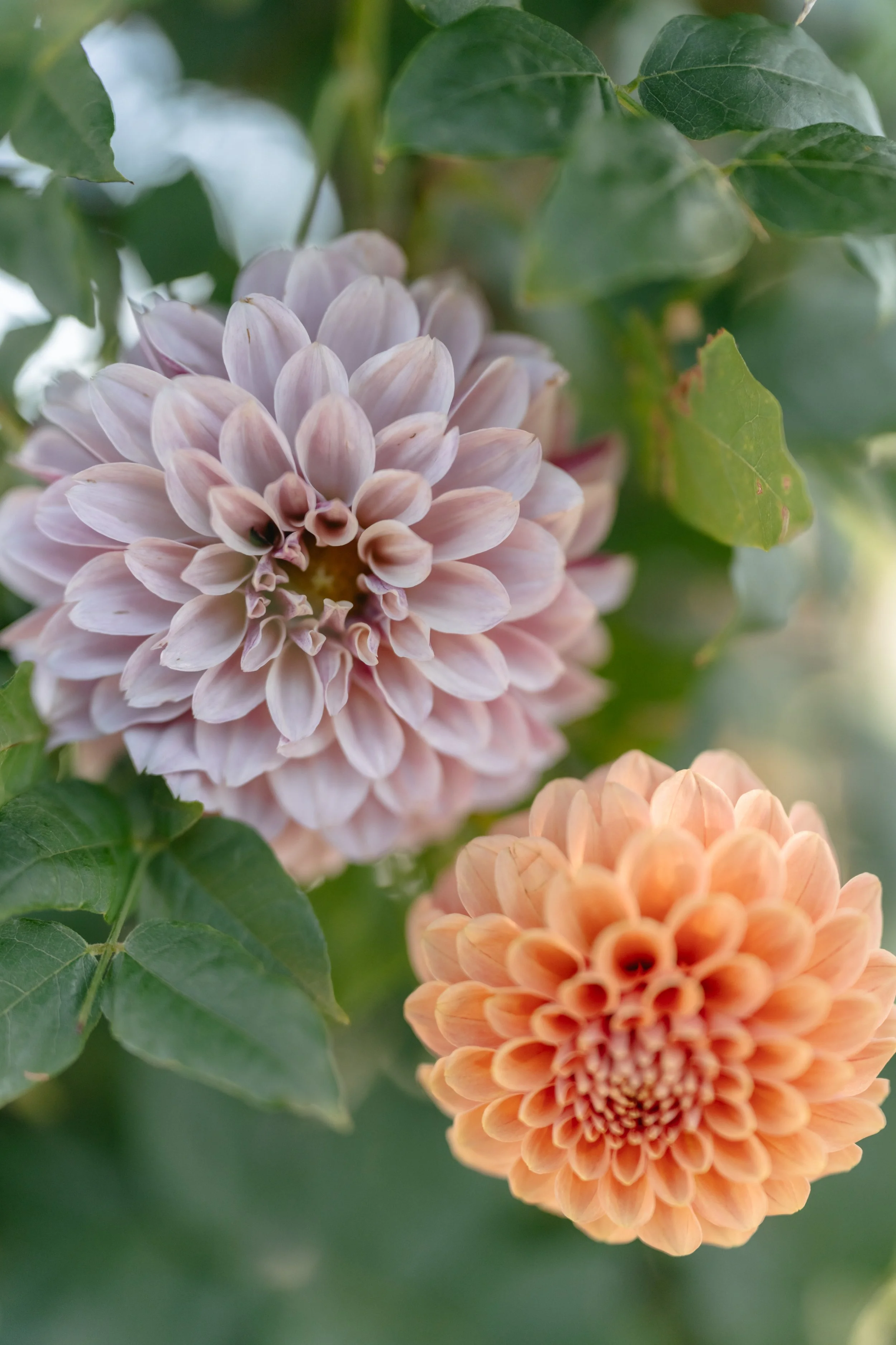 Oregon Country Club Golf Course Summer Wedding-510.jpg