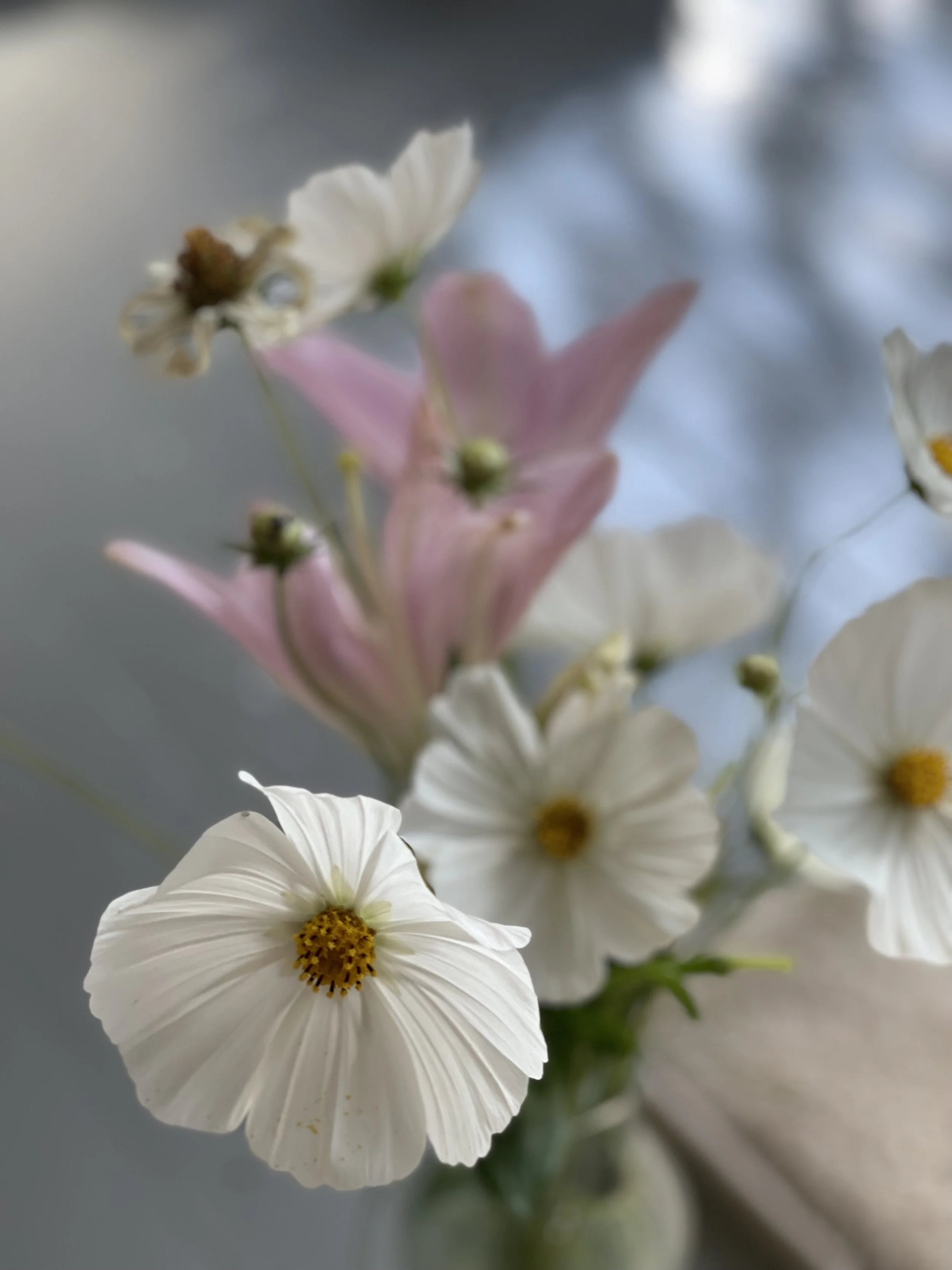 Kestävän ja hyvän elämän päivä 28.9. klo 11 - 15