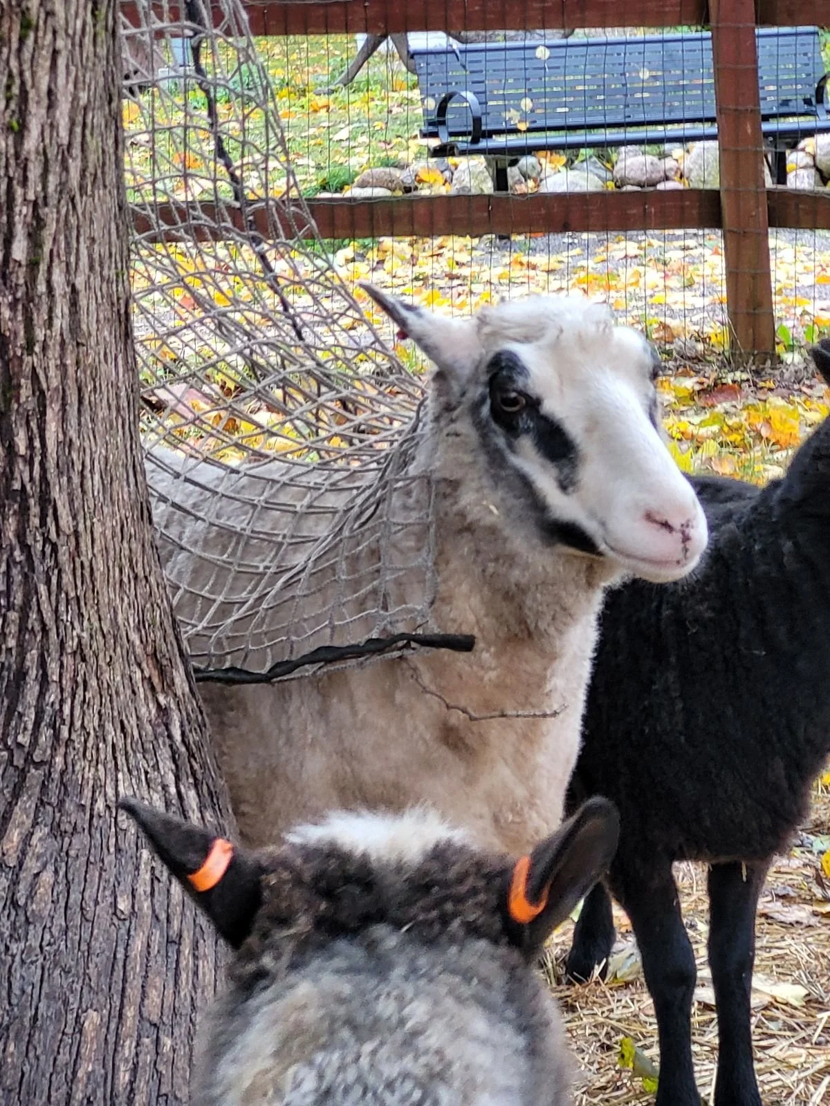 Eläkeläinen - tervetuloa vapaaehtoiseksi