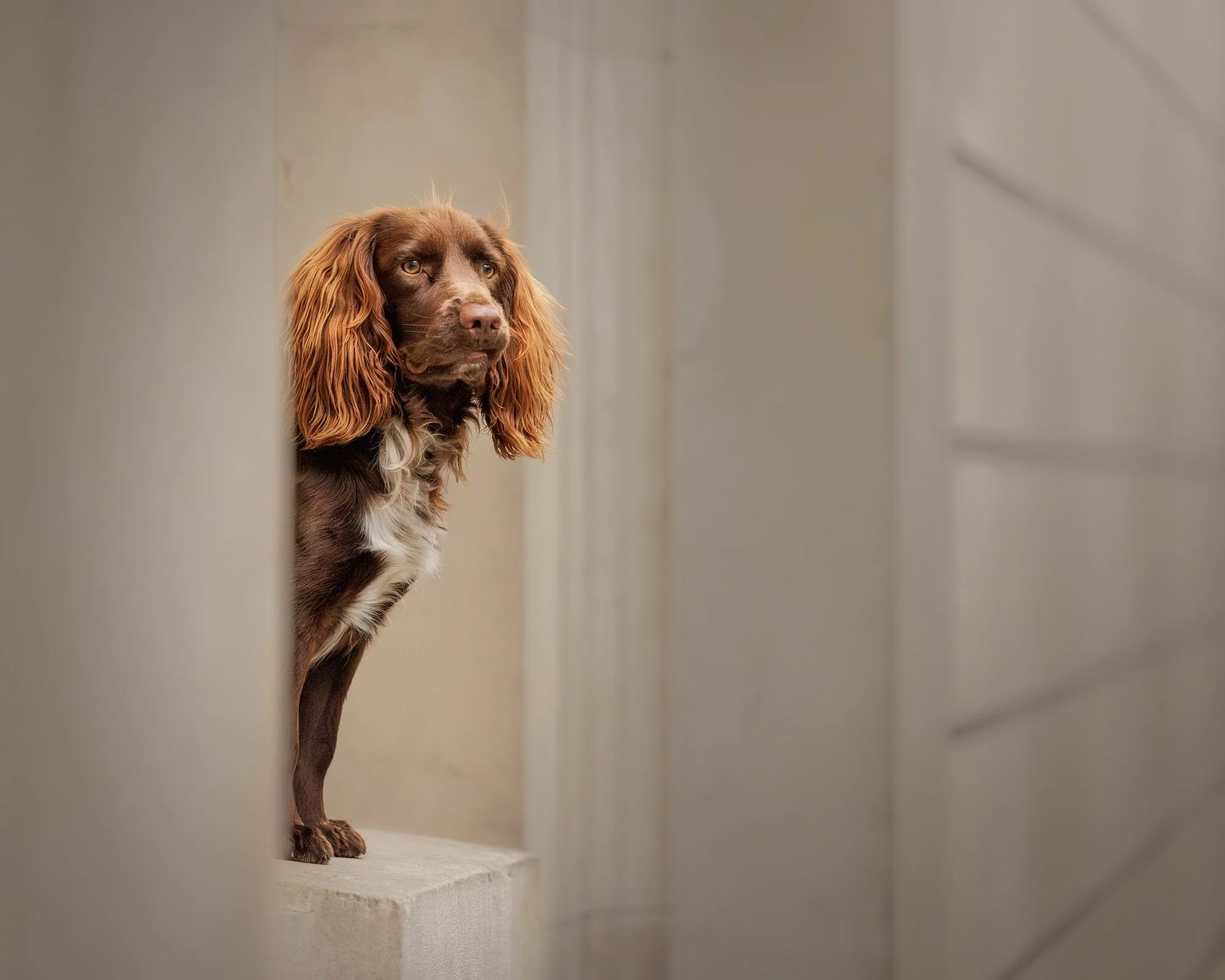 a cocker spaniel dog looking out of minimalist pillars in central london on a pet photography session with amie barron