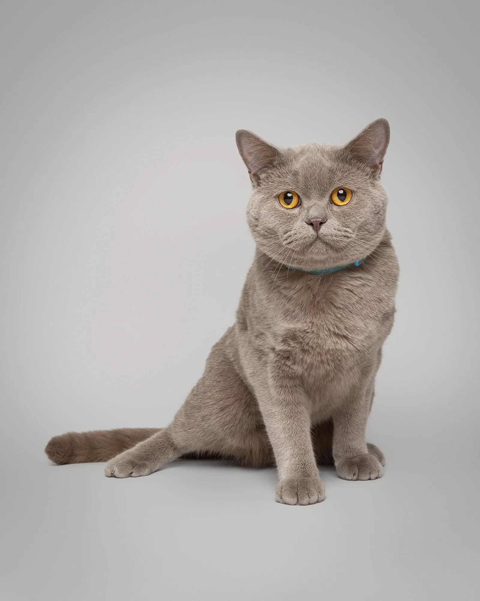 Gray cat with yellow eyes sitting on a light gray background taken by london pet photographer amie barron