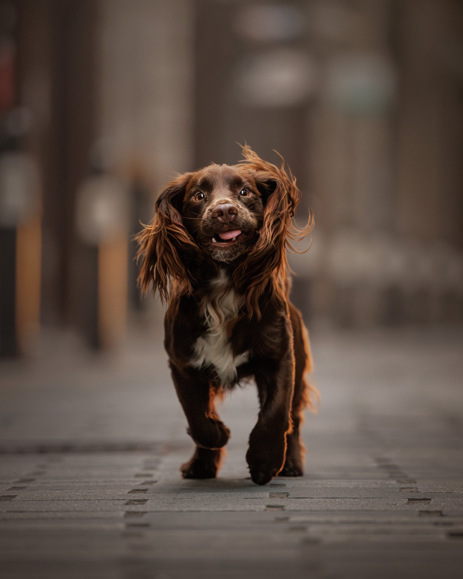 a cocker spaniel running with his tongue out through the streets of the financial district in bank london, taken by london dog photoger amie barron