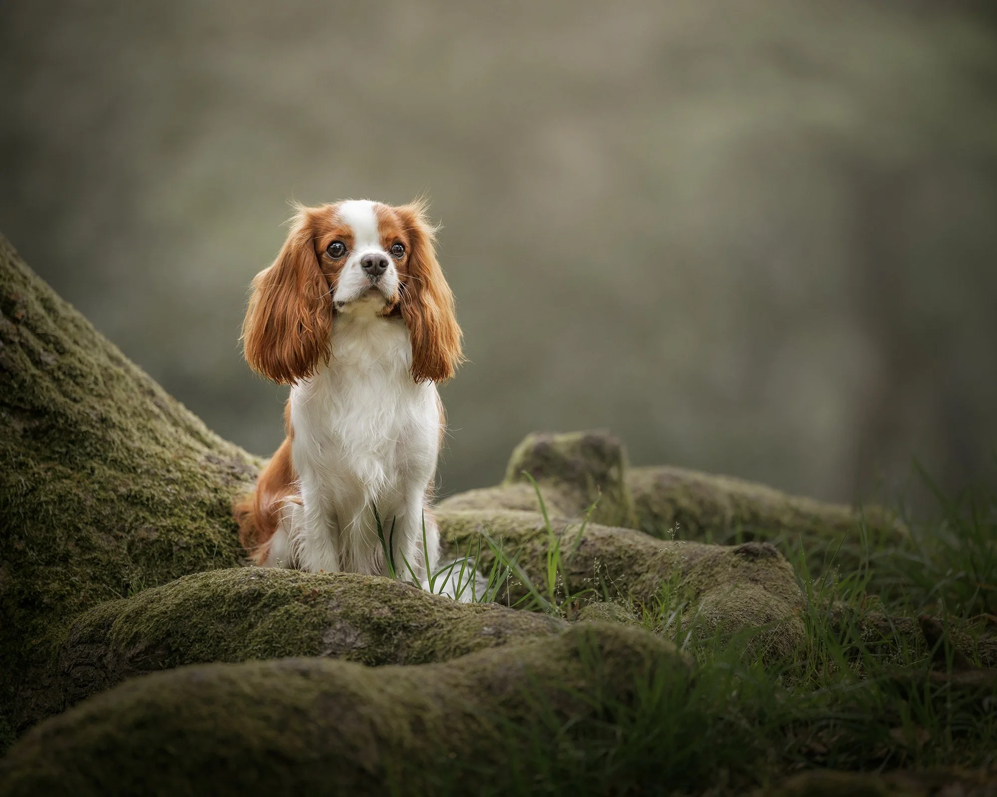 a little orange and white cavalier king charles dog sitting at the base of a tree in epping forest london