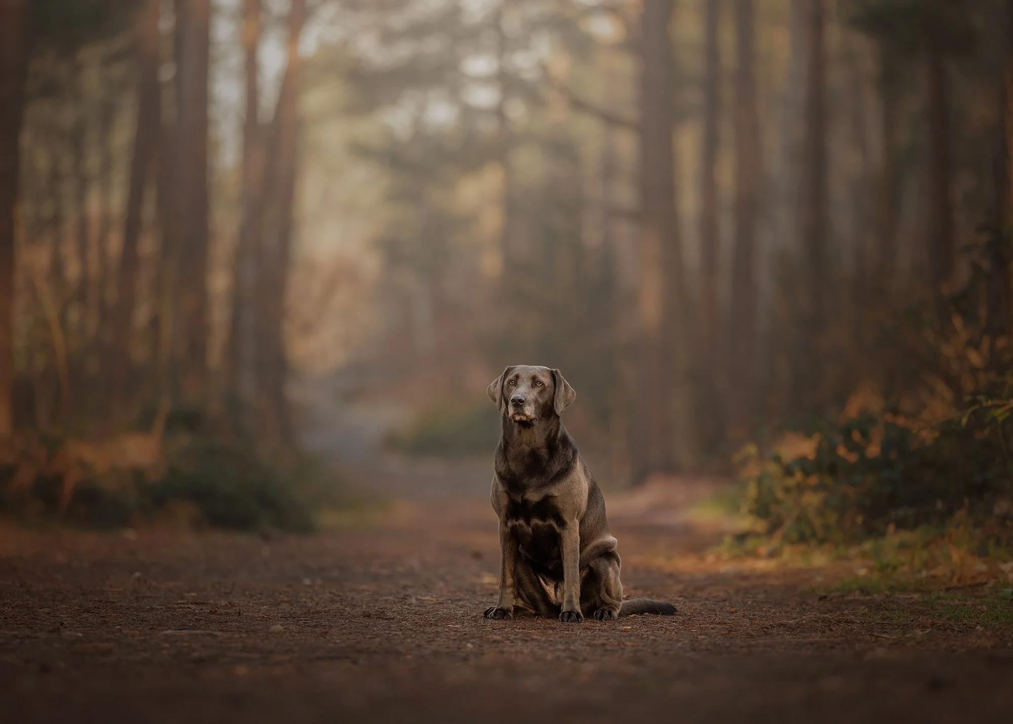 a silver labrador sitting in the woods in esher common with london dog photographer amie barron
