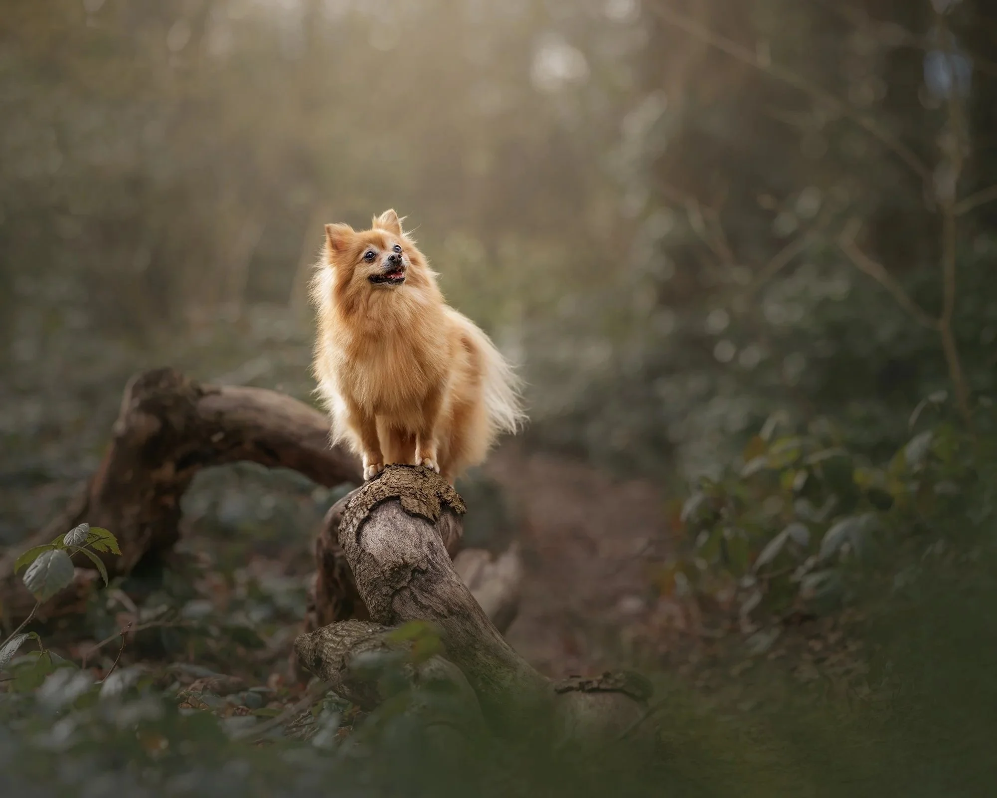 A small fluffy dog standing on a fallen tree in a forest taken in Hampstead Heath London by dog photographer Amie Barron