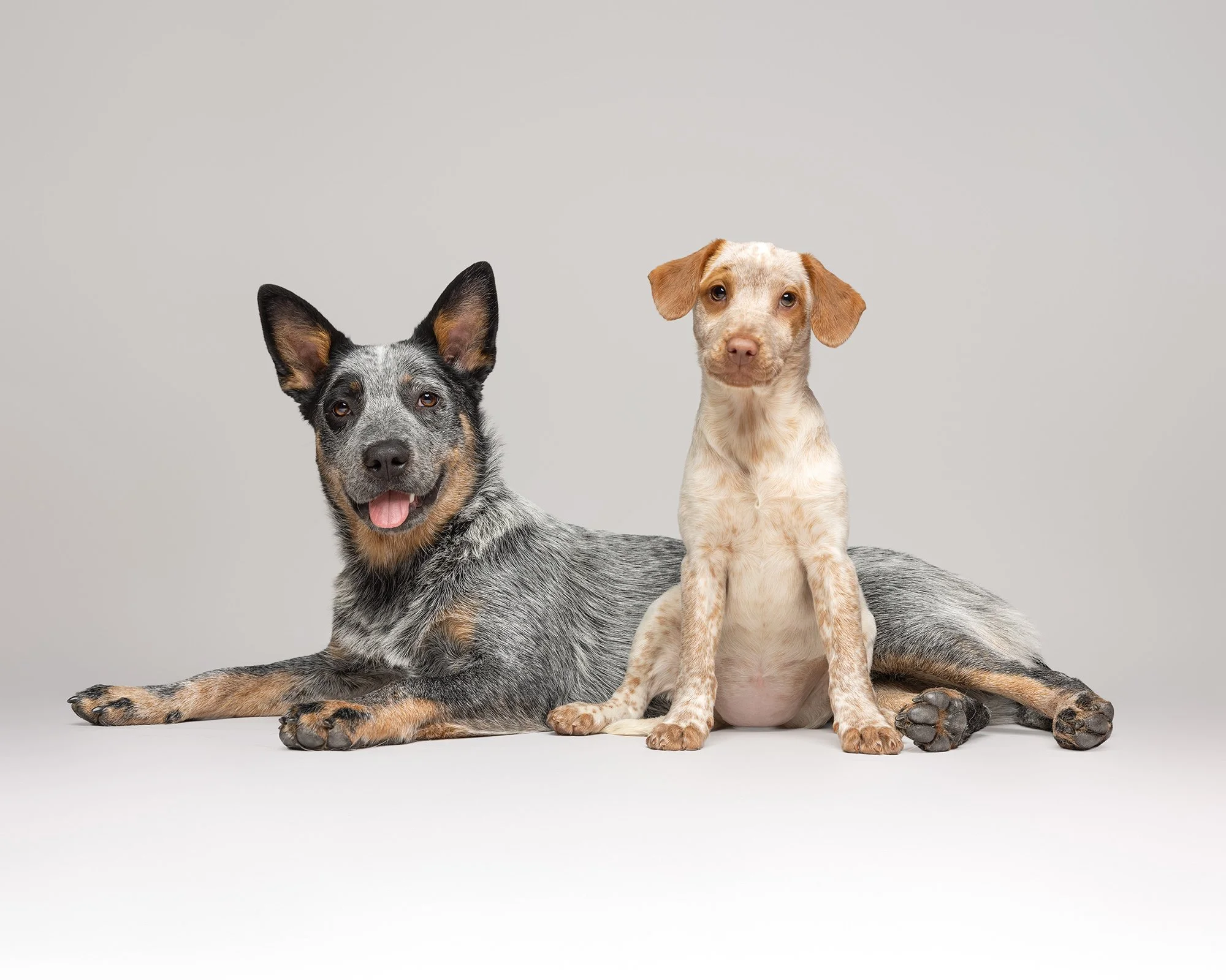 Australian cattle dog laying with kelpie spaniel mix puppy on a grey studio background taken by london dog photographer amie barron