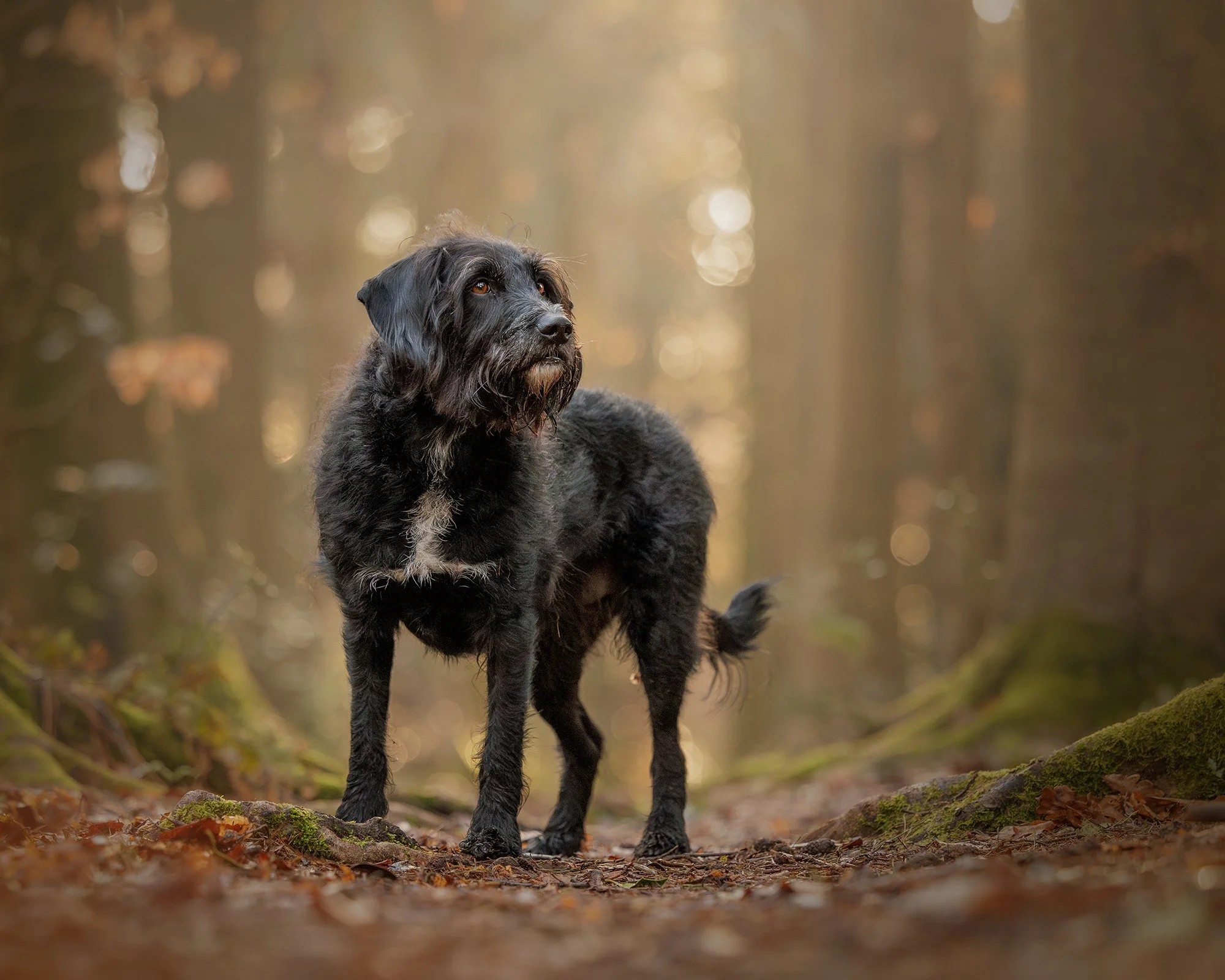 a black rescue dog in marley common in surrey standing in a line of pine trees taken by london dog photographer amie barron