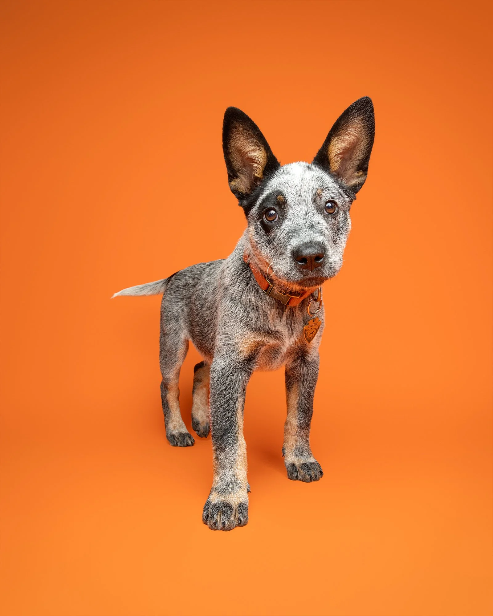 Australian cattle dog puppy on a bright orange studio background taken by london dog photographer amie barron