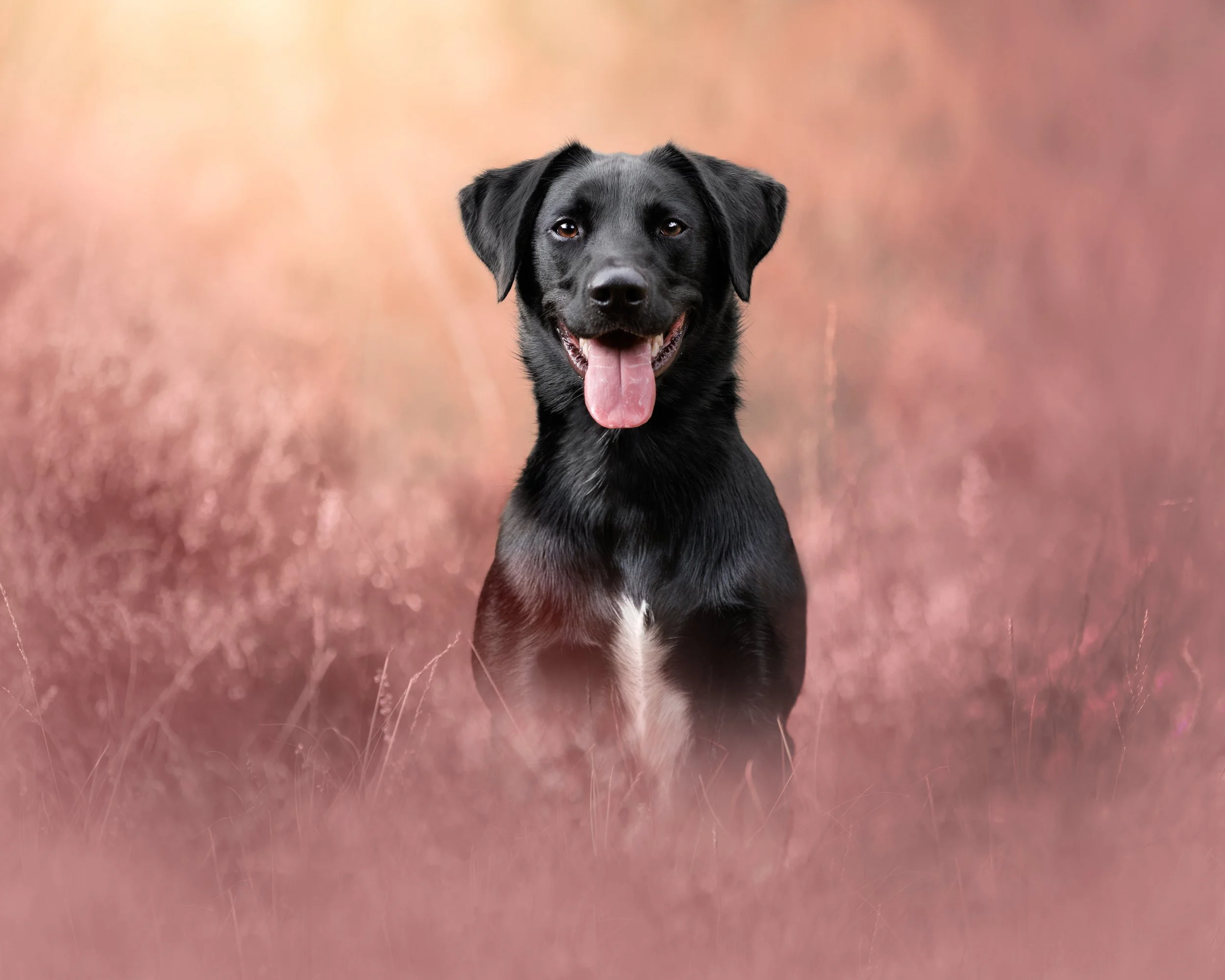a labrador cross border collie with a happy pant sitting in heather in wimbledon common taken by london dog photographer amie barron