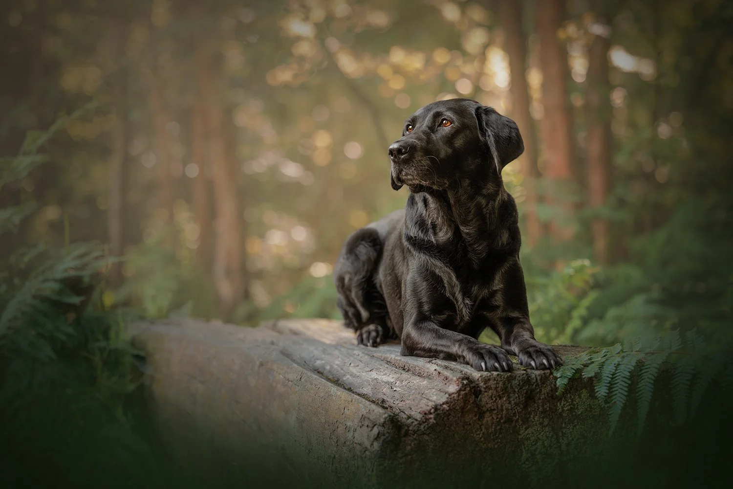A black dog lying on a fallen tree in a forest, surrounded by greenery and trees with soft sunlight filtering through the foliage taken in Virgina Water by dog photographer Amie Barron