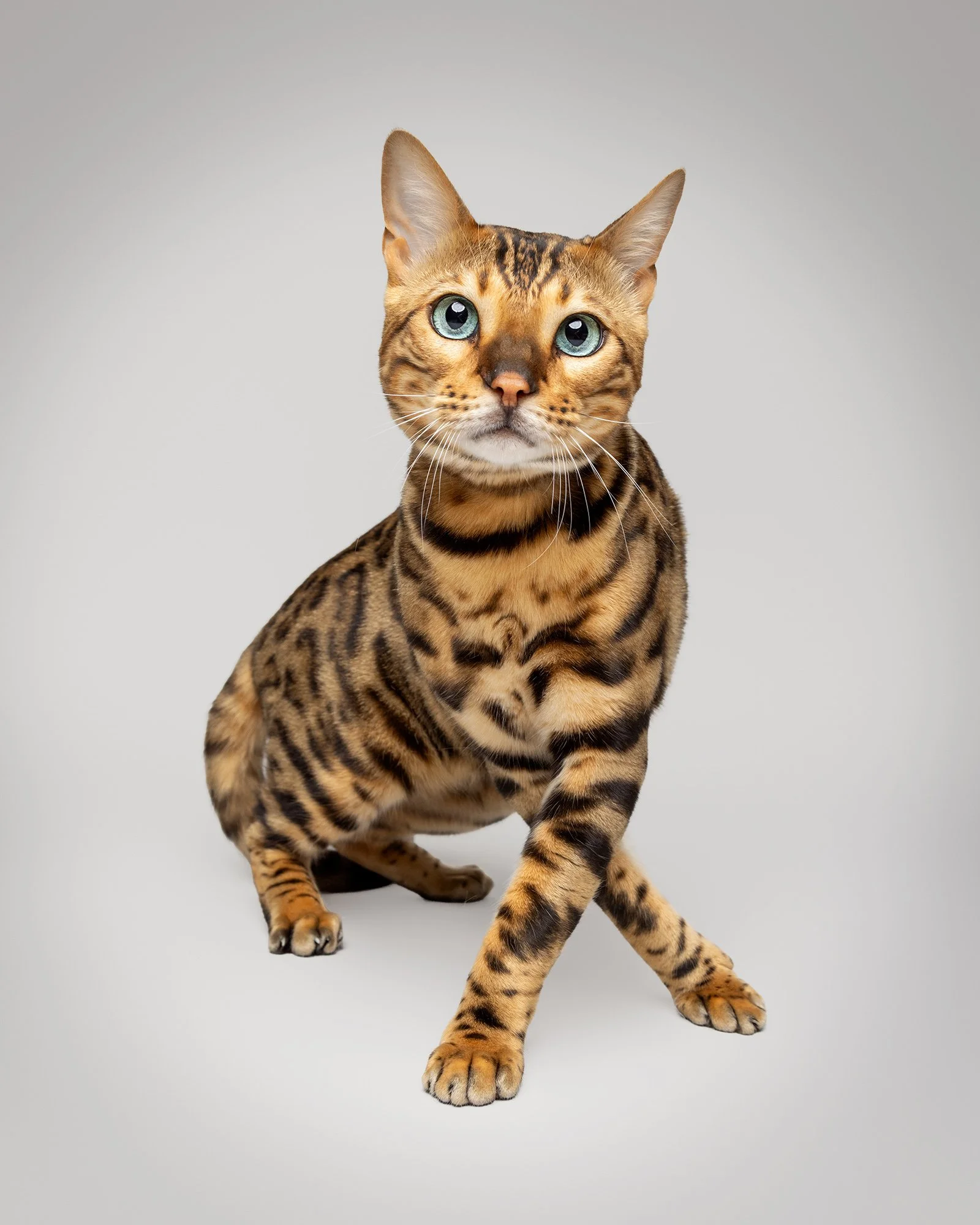Cat Photography in London: Portraits with Personality