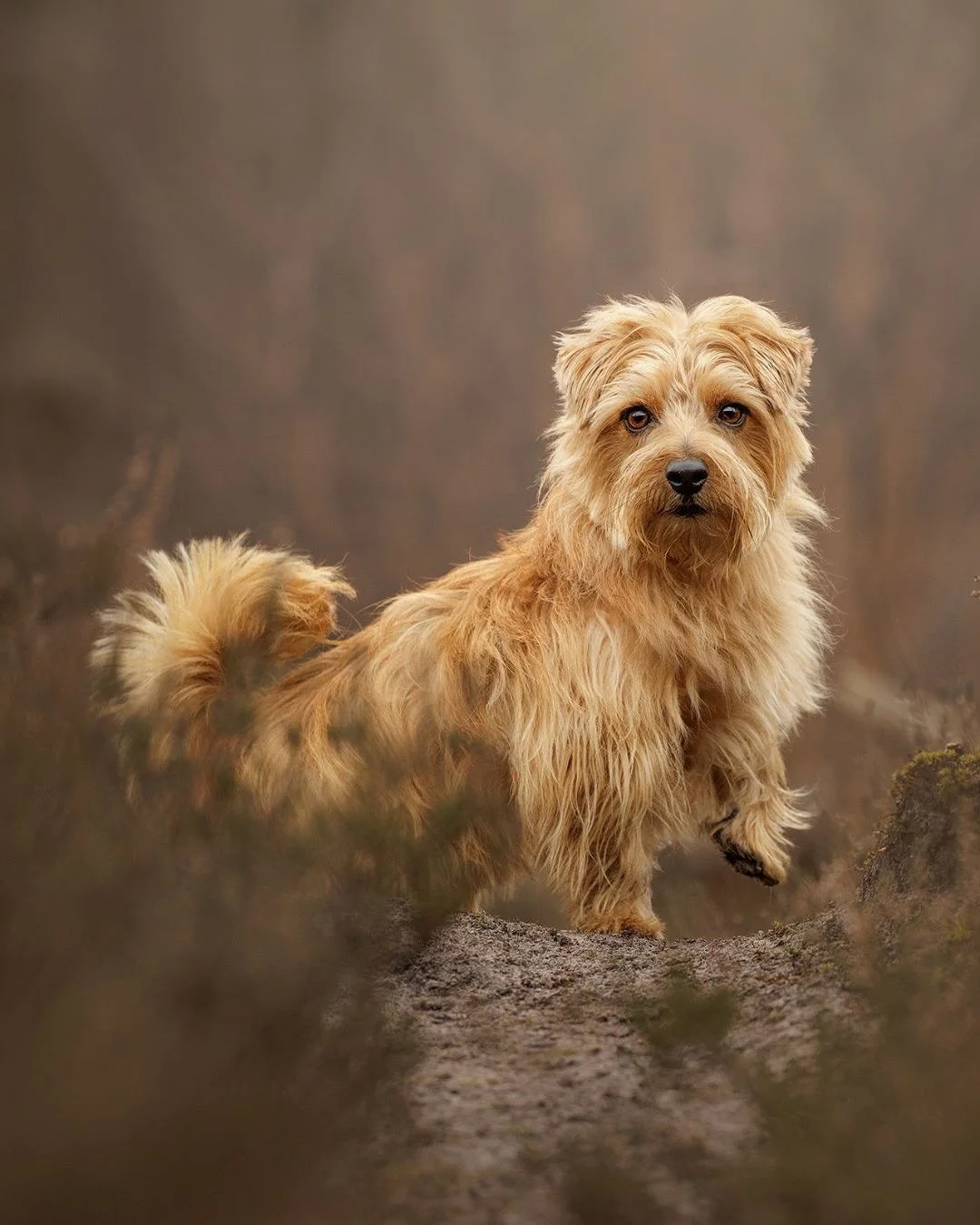 Tomorrow’s the day!
It’s the return of @woofabout’s The Big Woof festival at @kingscrossn1c and I’ll be there in the indie dog market in Coal Drops Yard, next door to the lovely @lepuplondon and @brian_recommends_dogtreats