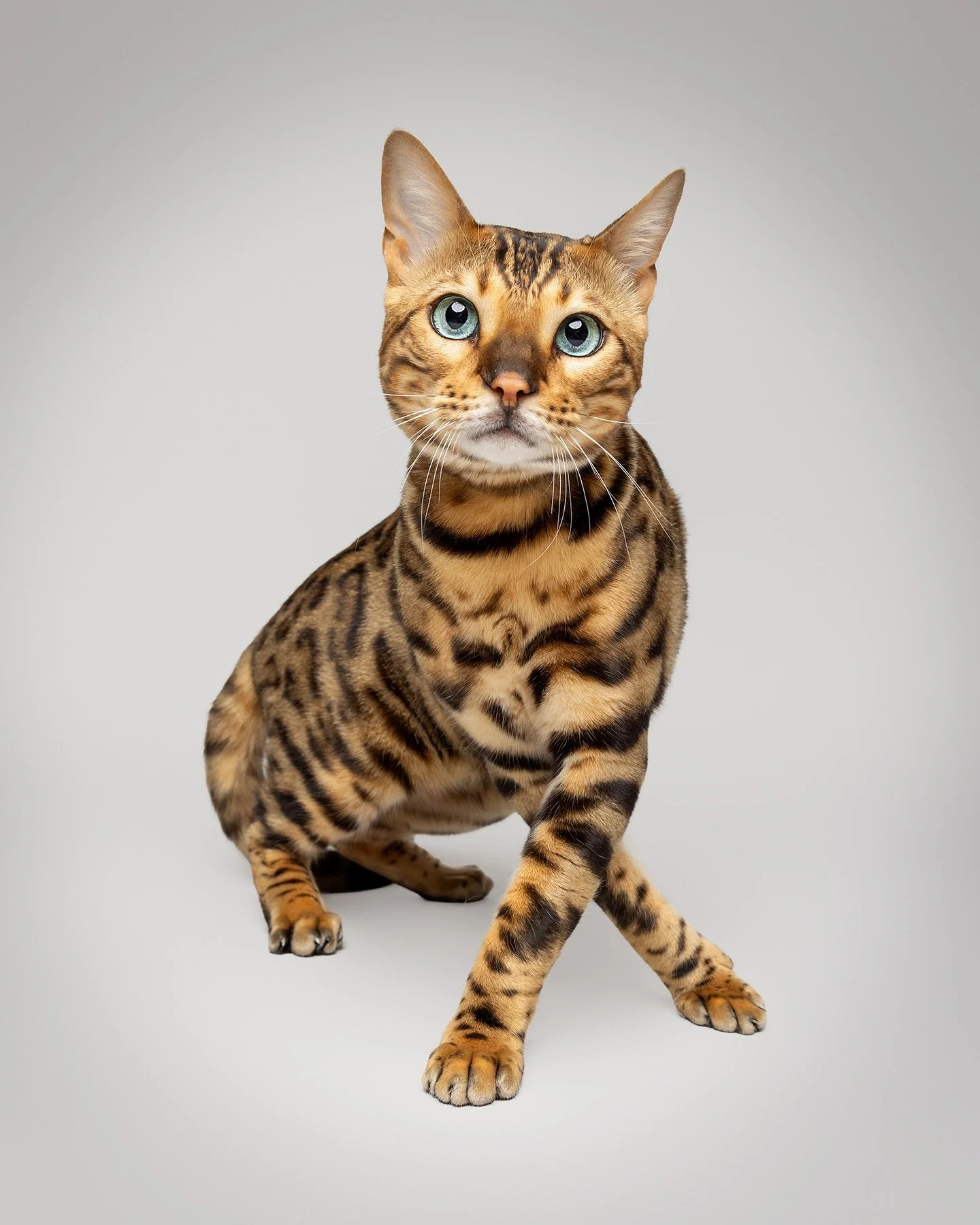 Cats in the studio? Yes please. Cats in the streets of London? Absolutely yes please!🐾
From Barkley (the first cat I photographed, despite his very dog-like name) to a Bengal who strutted towards me on cross-legged paws, photographing cats has been