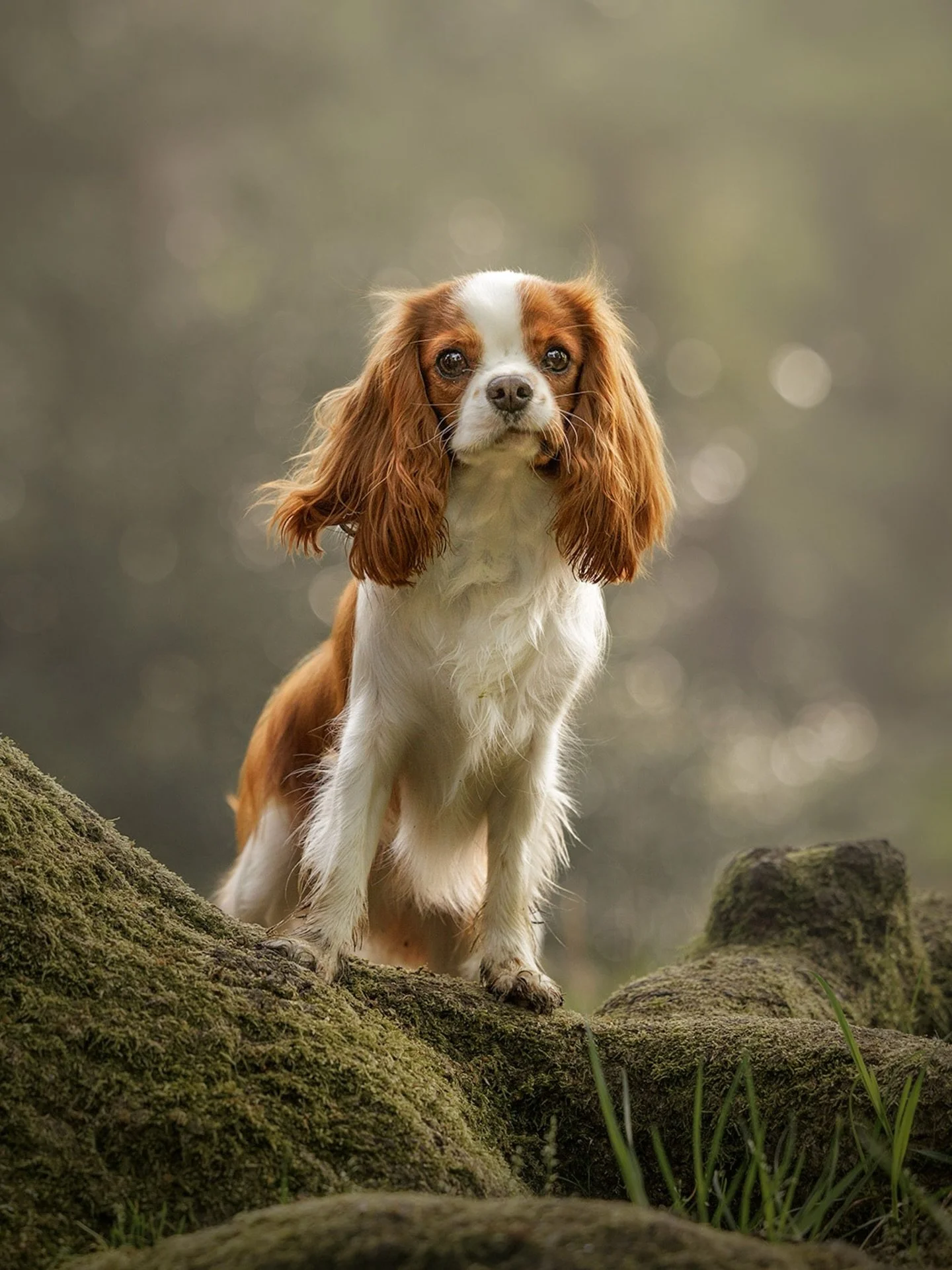 I often hear it: “They were instantly at ease with you.”
It’s not magic. It’s the result of two things I care about deeply: my love of studying dog behaviour, and my commitment to asking you all about your dog in our pre-sess