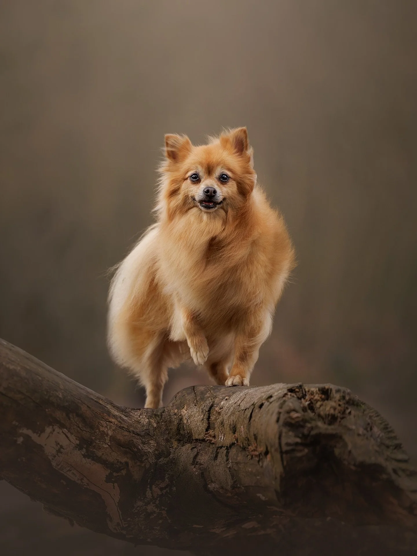 Some dogs are ready to work around a new person and pose right away. 
Others need ten minutes - or thirty - to sniff, explore, and size up the situation and what’s being asked of them around a complete stranger.
Dogs communicate in layers. Su