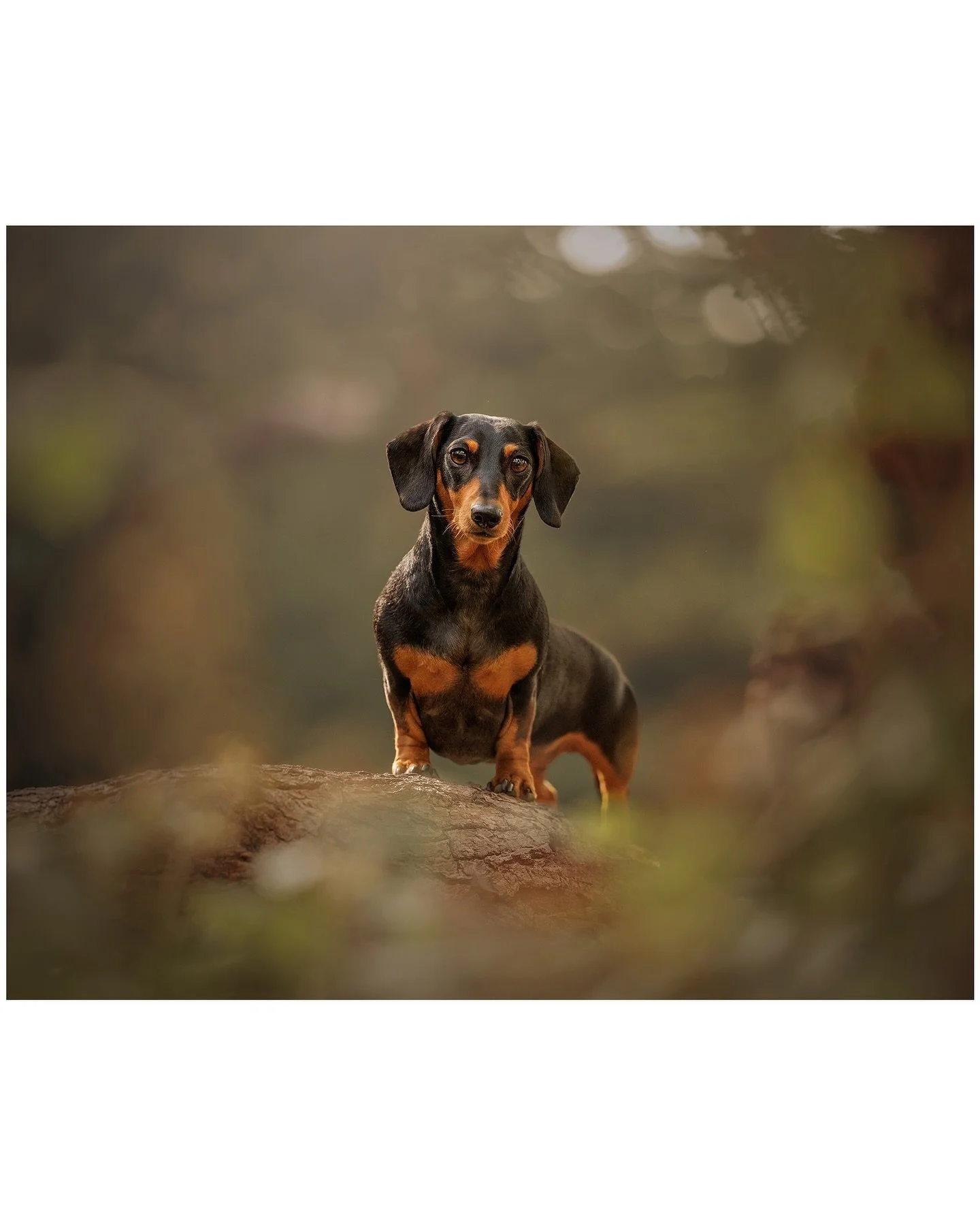 Meet Totoro: miniature dachshund, culinary criminal, and the undisputed poised queen of Epping Forest 👑🌿
The first time I saw her, she was standing between Adam and Jennifer at the edge of the lake, their heads tilted down to talk softly to her. T