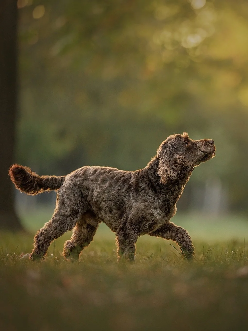 The truth about what makes a dog photoshoot successful (and it’s not what you think)
Your dog doesn’t need to be trained. They don’t need to “behave.”
They just need to be themselves - and that’s exactly what I w