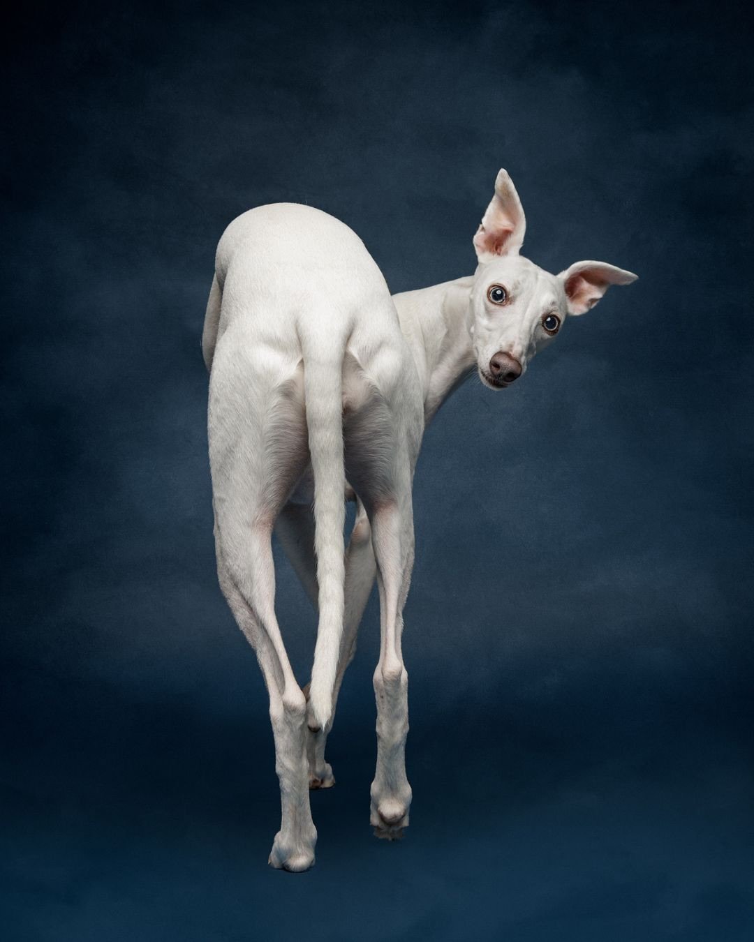 Brillig welcomed me into her home studio session with that lovely whippet combination of curiosity and caution, but the moment she realised that photos meant treats, and treats meant more photos, she lit up. 

Within minutes, she was offering poses l