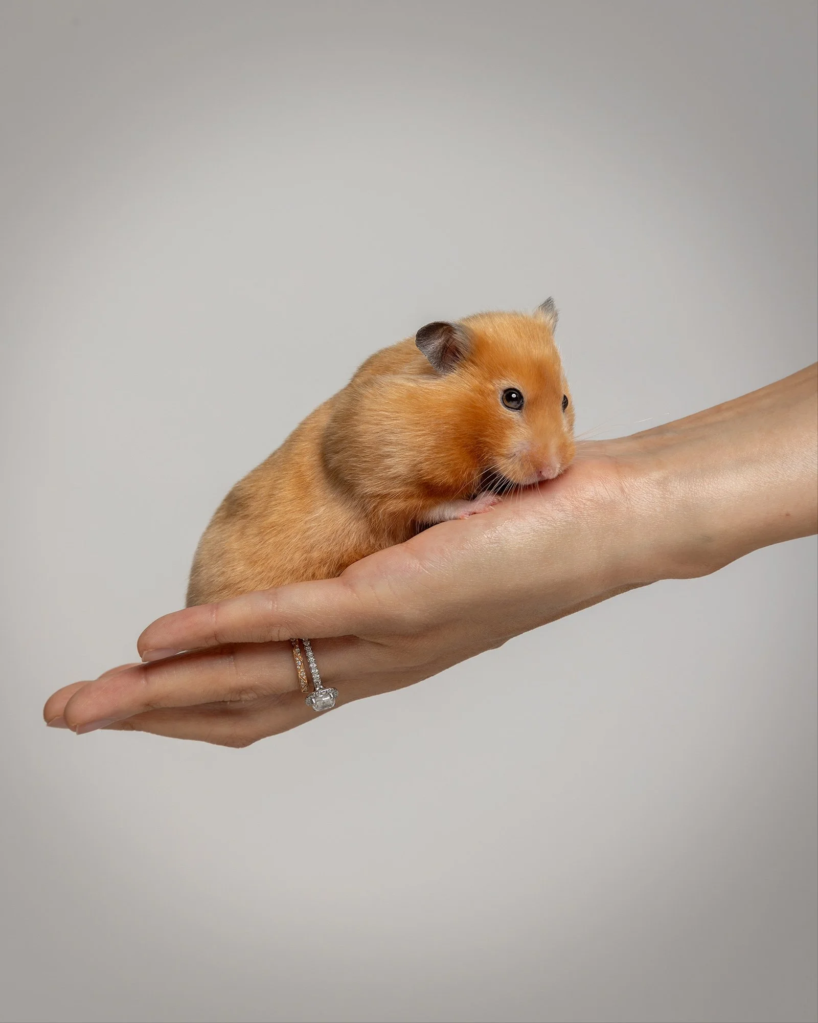 a hamster being held softly in a hand on a grey studio background taken by london dog photographer amie barron
