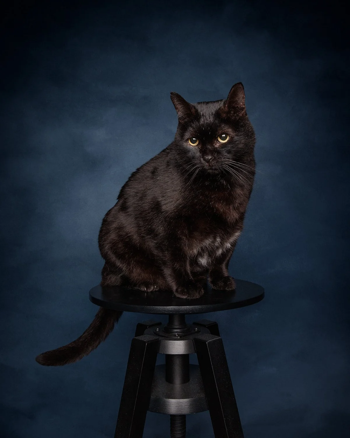 a blact cat sitting on a stool on an oxford blue studio background taken by london dog photographer amie barron