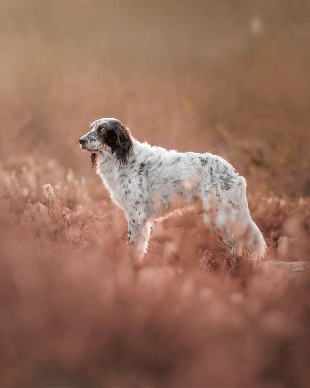 There&rsquo;s always a moment during a session when a dog forgets the camera is there and simply&hellip; softens. A tail loosens, a breath deepens, a human smiles at their dog in that way they only do when they think no one is watching.

That&rsquo;s