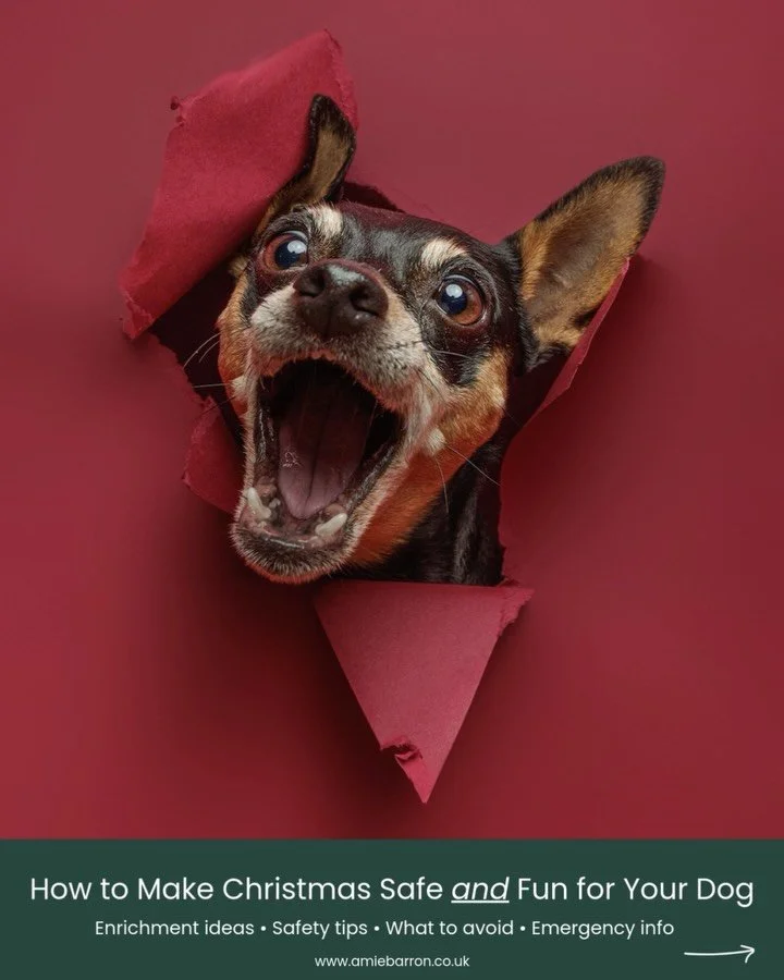 🎄Christmas Safety + Fun for Dogs🎄 
Christmas can be magical for us&hellip; but for our dogs?  It can be exciting, a bit overwhelming, or somewhere in between the two. New smells, unwrapped presents, a house full of people, rich food within nose-hei