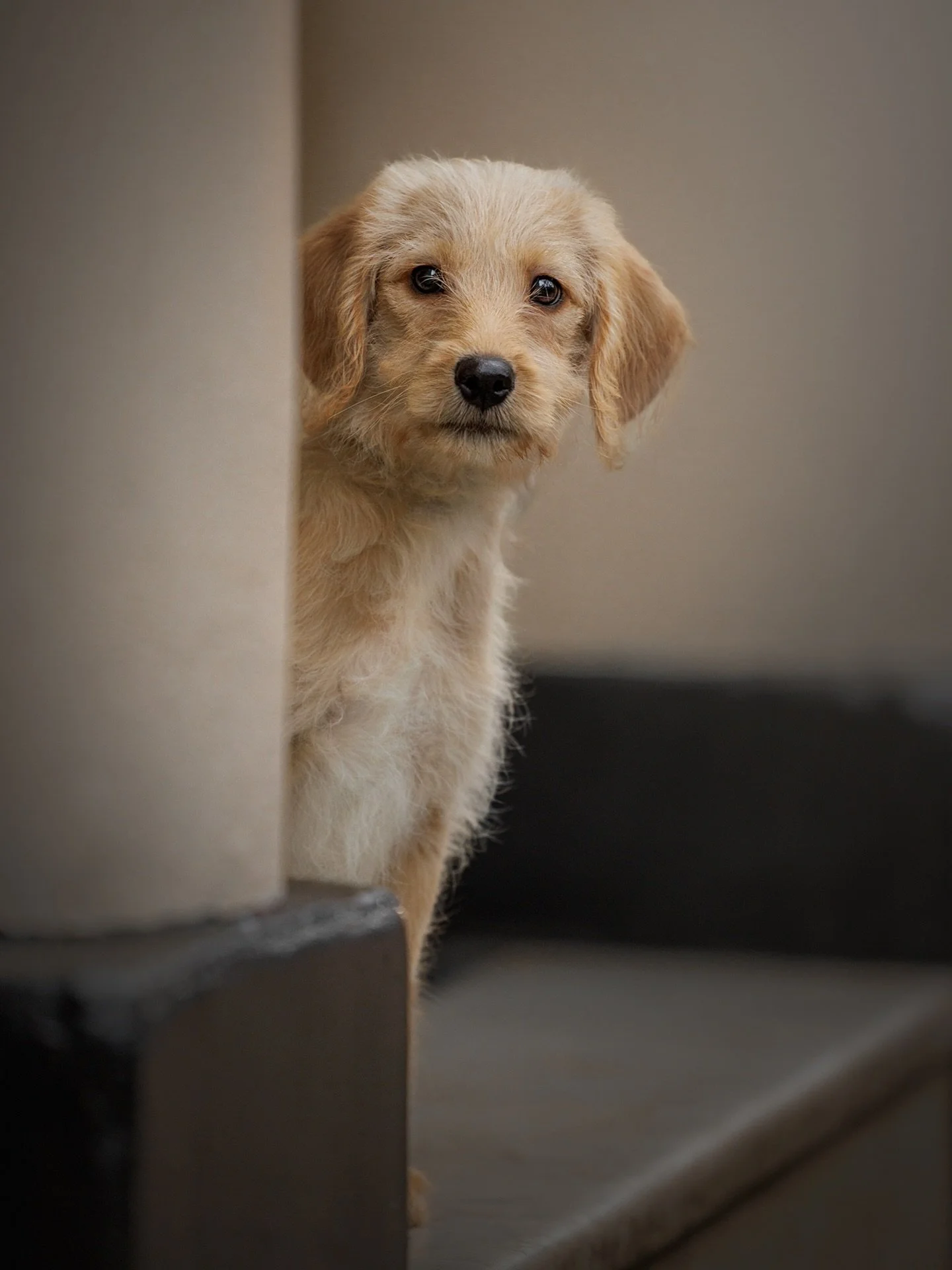 I met Cam for the first time in January.

He was a tiny puppy then, peeking around the pillars of his old doorstep. Curious, soft, and taking those first brave steps into a world that was still very new. 

We didn&rsquo;t rush. He watched, he wondere