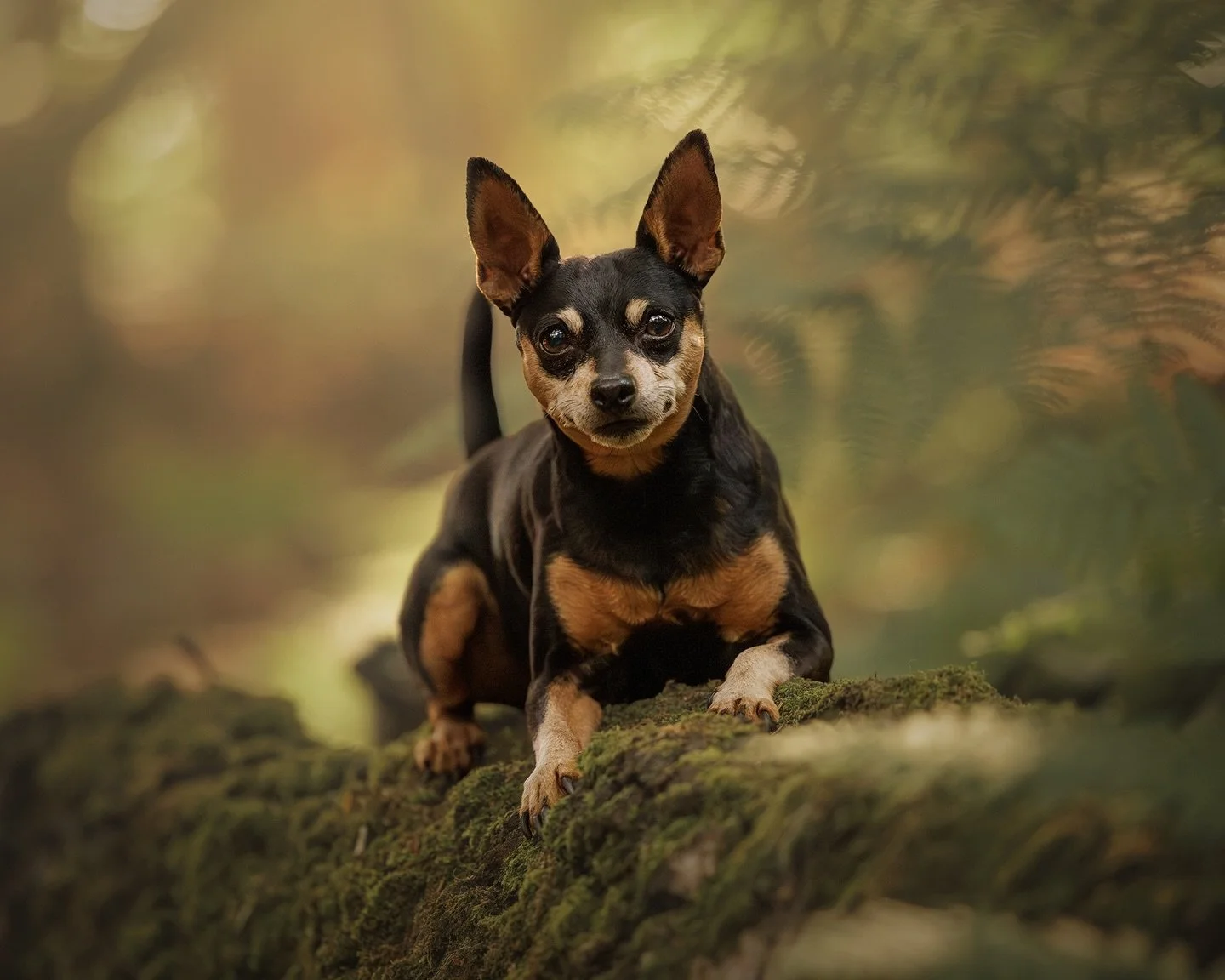 Walk Your Dog Month is a quiet reminder that dog walks are for your dog, not your step count, your pace, or your to-do list.

All dogs deserve time to sniff. Not as a bonus, but as a fundamental part of the walk itself. Sniffing is how dogs process t