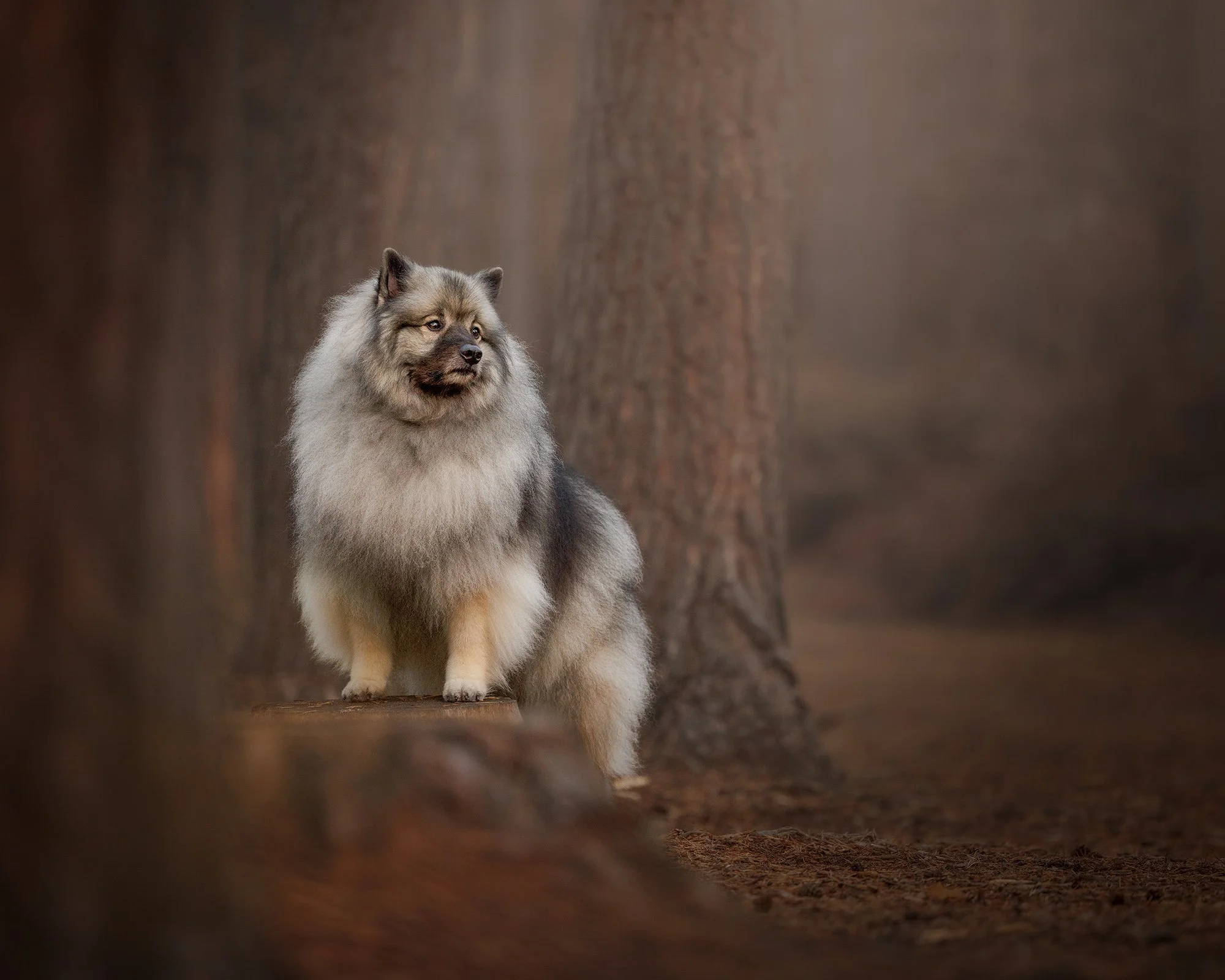 Mushroom at Esher Common – Dog Photography in Surrey with Heart, Humour and Golden Light
