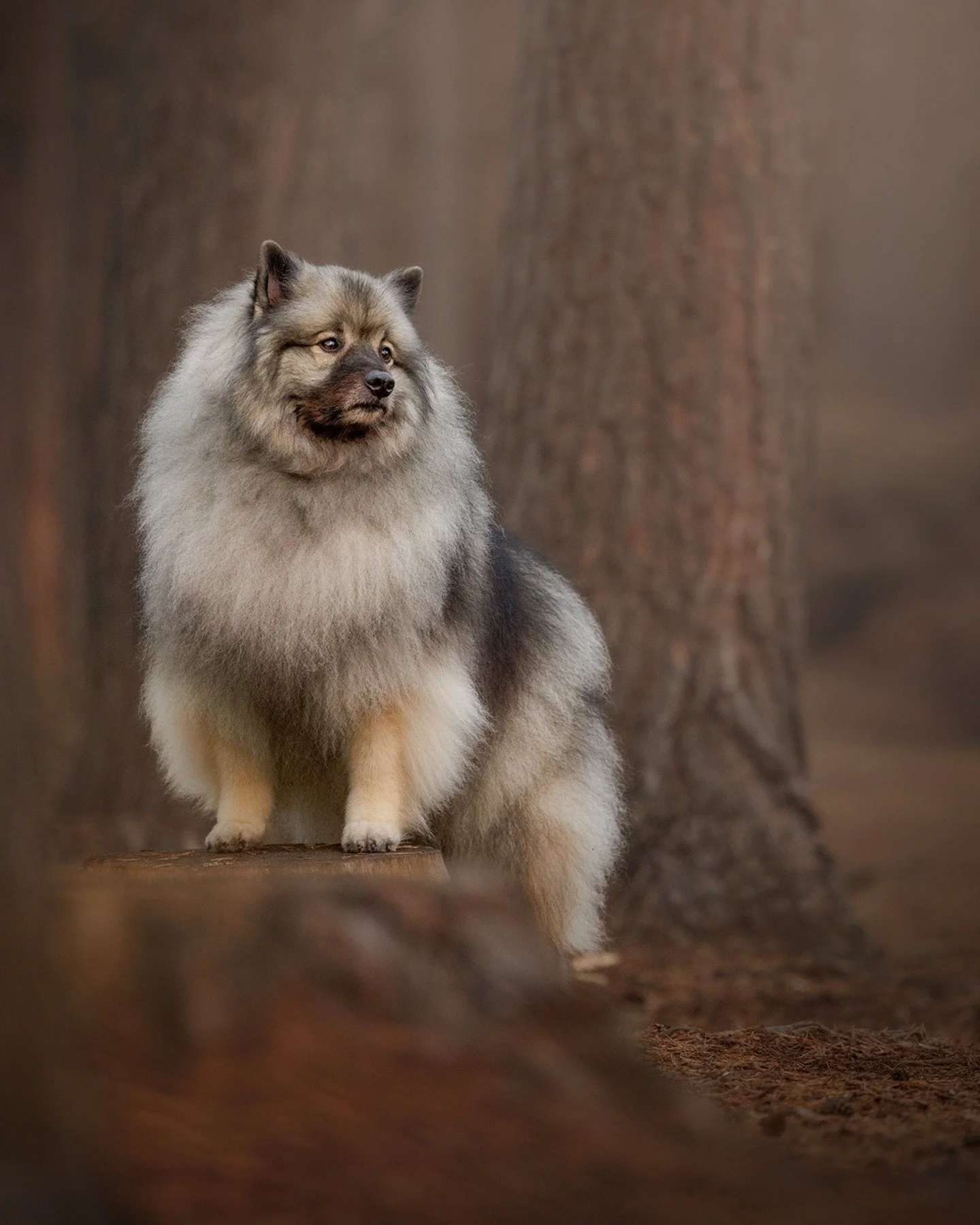 Some dogs ask you to slow down the moment you meet them.
 Mushroom is one of them.

He&rsquo;s a four-year-old Keeshond with a lot of fluff, a quietly cheeky sense of humour, and a way of moving through the world that makes you breathe a little deepe
