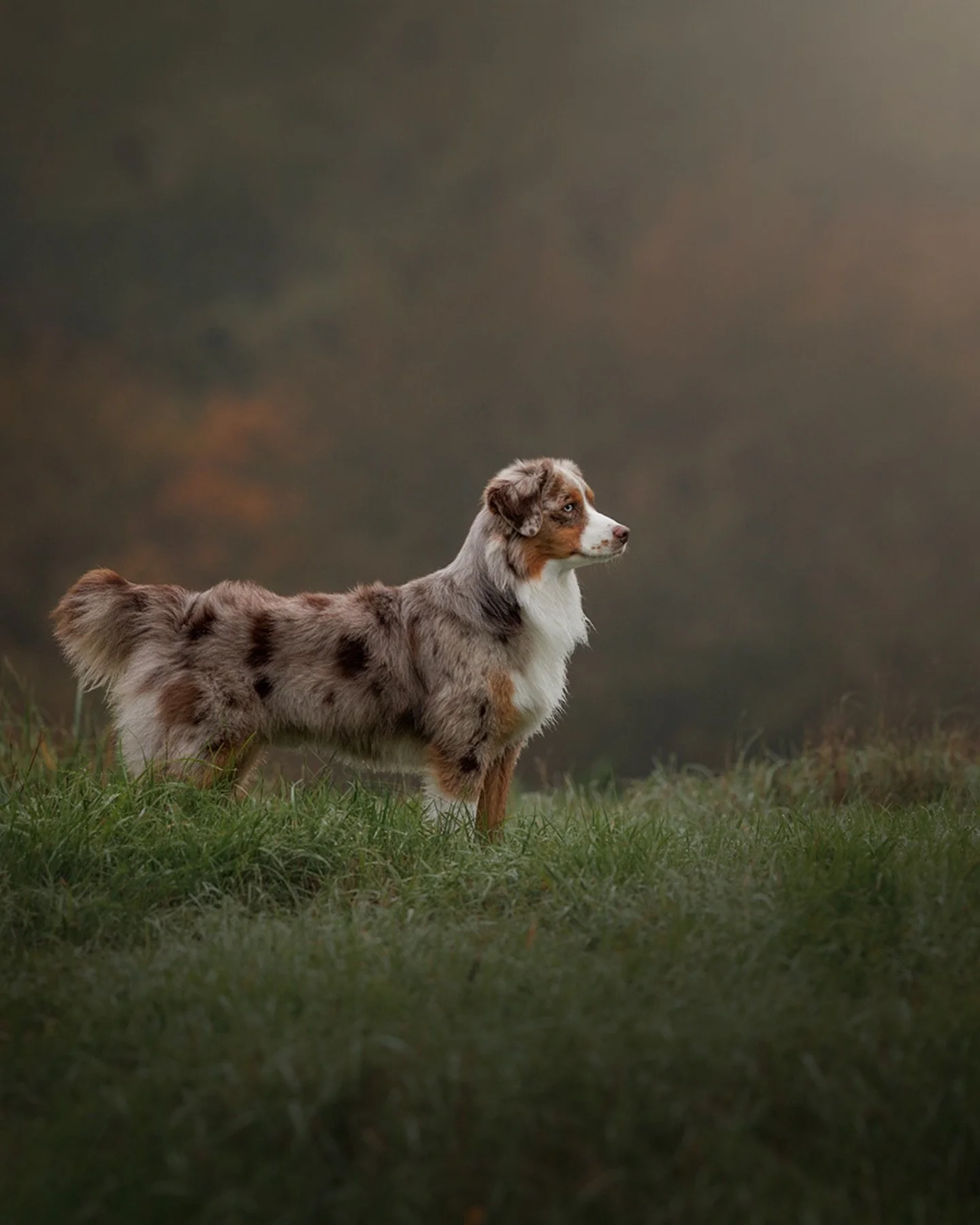 Most people don&rsquo;t hesitate to spend money on the things that keep their dog safe, comfortable, and happy.

Training. Vet care. Good food. A comfortable bed they actually use.

But photos?
 That&rsquo;s often where the pause comes.

Not because 