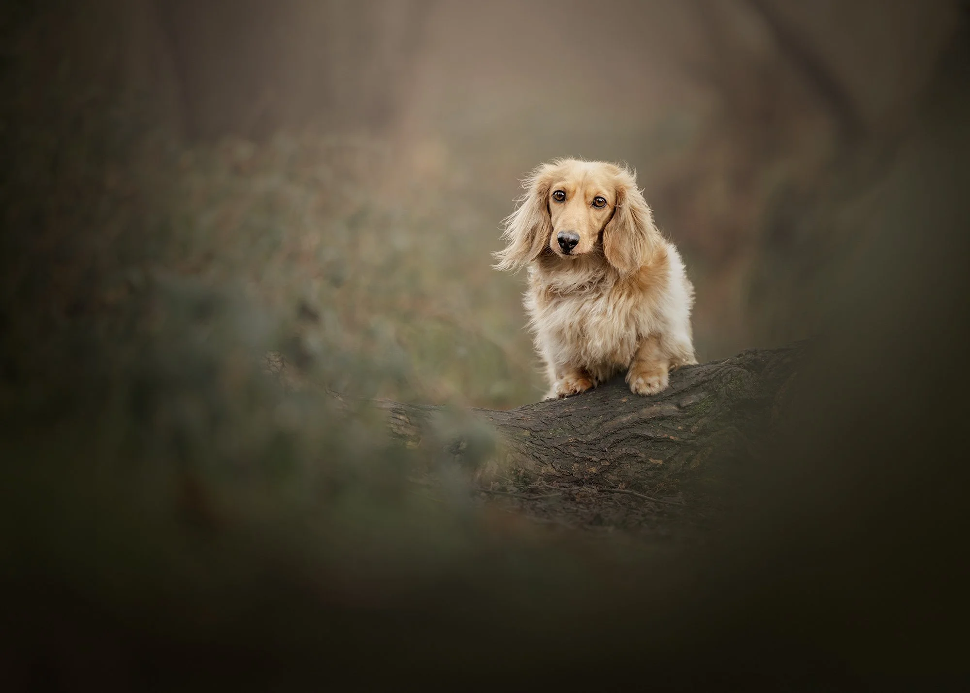 Understanding the Investment: What Does a Luxury Pet Photoshoot Cost and Include in London?