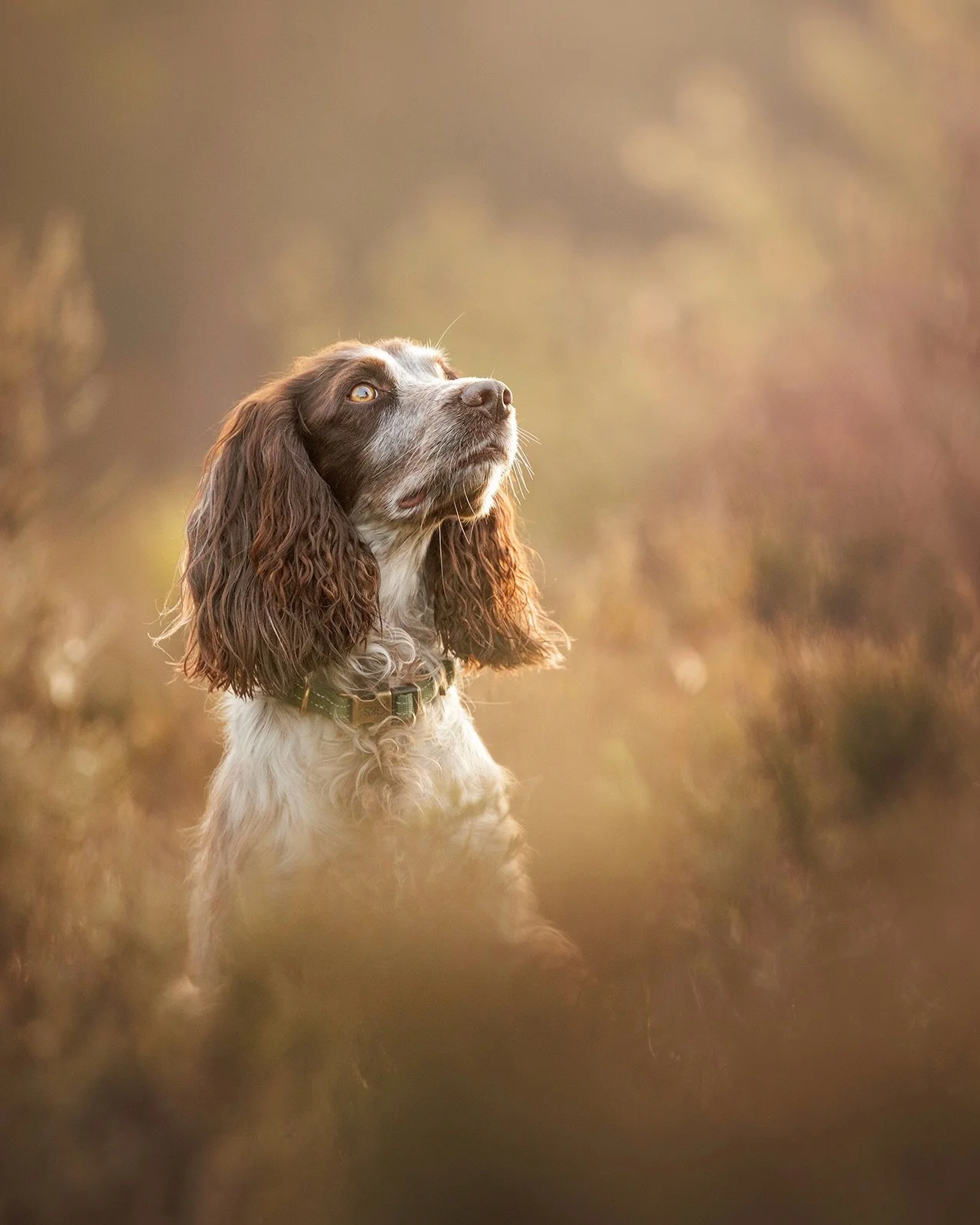 Supporting dogs and supporting children at the same time feels pretty special.

I&rsquo;m really pleased to have donated an Outdoor Dog Photography Experience to this year&rsquo;s Childline Silent Auction in support of the NSPCC.

Childline provides 