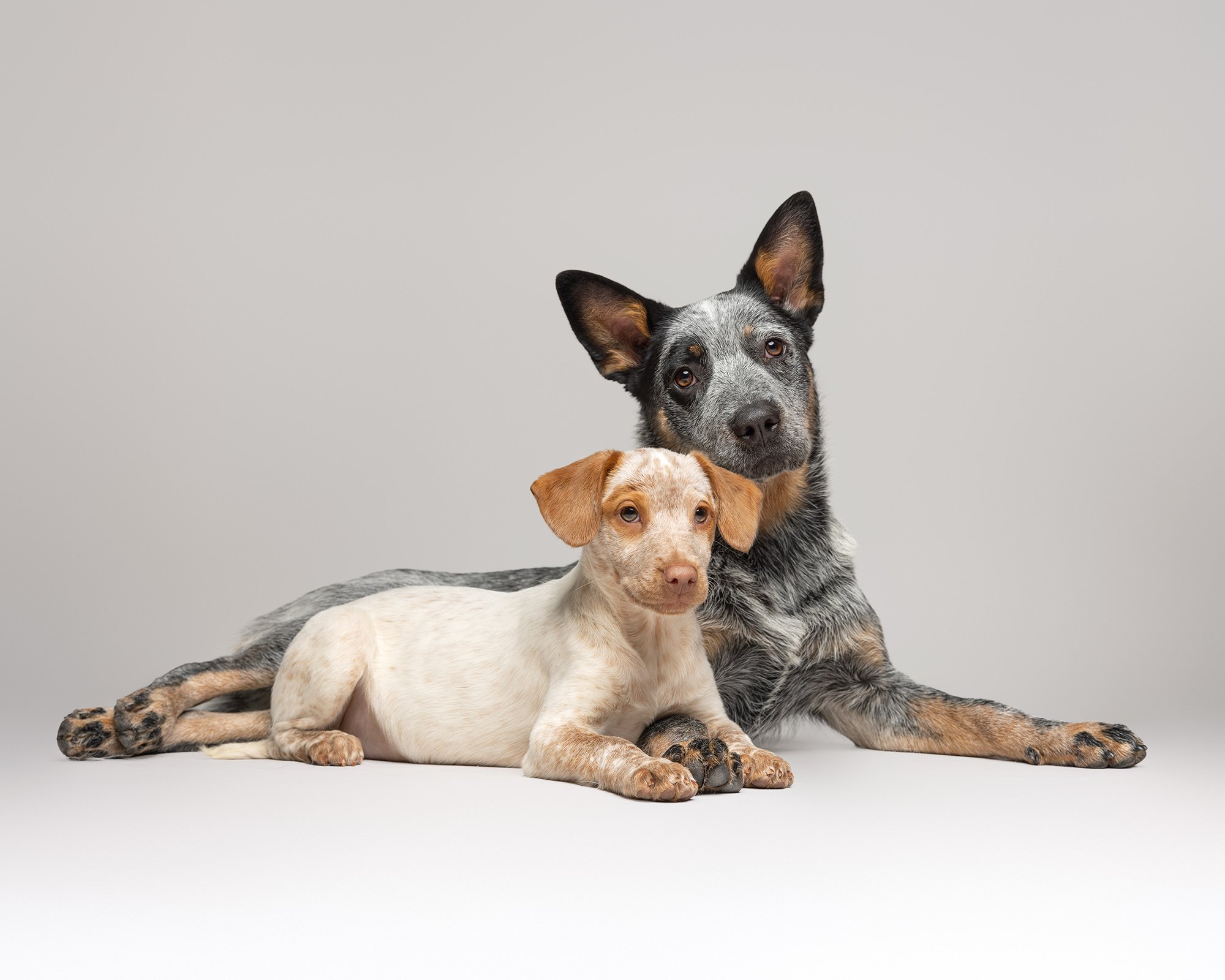 Phoenix &amp; Phoebe: From One Puppy Photography Session to Two Sisters