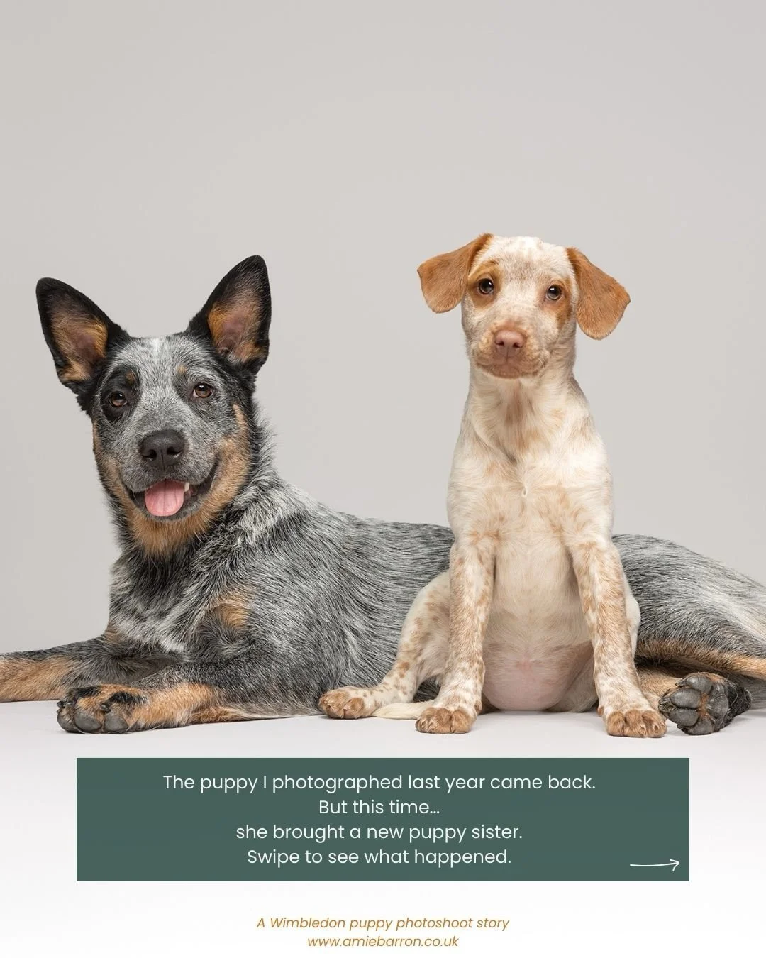 What happens when the puppy you photographed a year ago comes back&hellip; and she&rsquo;s not alone? 👀

That&rsquo;s exactly what happened when Phoenix returned to my Wimbledon studio.

The first time I photographed her, she was a young Australian 