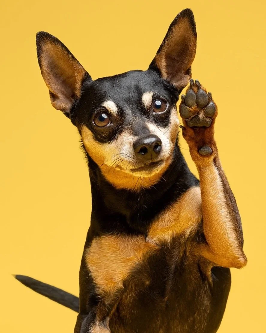 A small miniature pinscher dog with black and tan fur raising one paw against a yellow background taken by london dog photograher amie barron