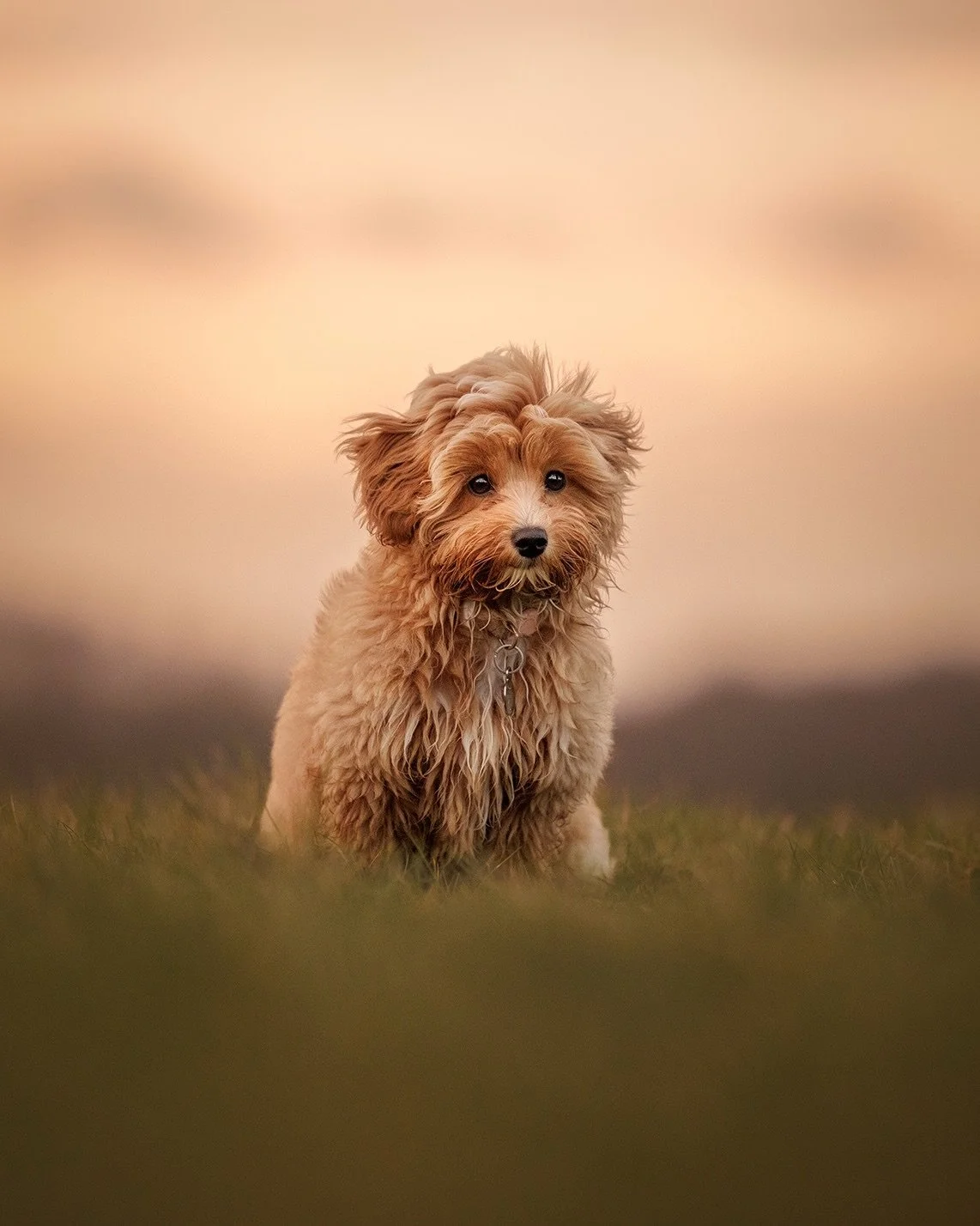 Have you ever noticed how different your dog acts in spring?

Not just how they look in that softer light or against those tiny bursts of green, but how they move. A little lighter. A little more curious about smells and sounds. As if the world has q