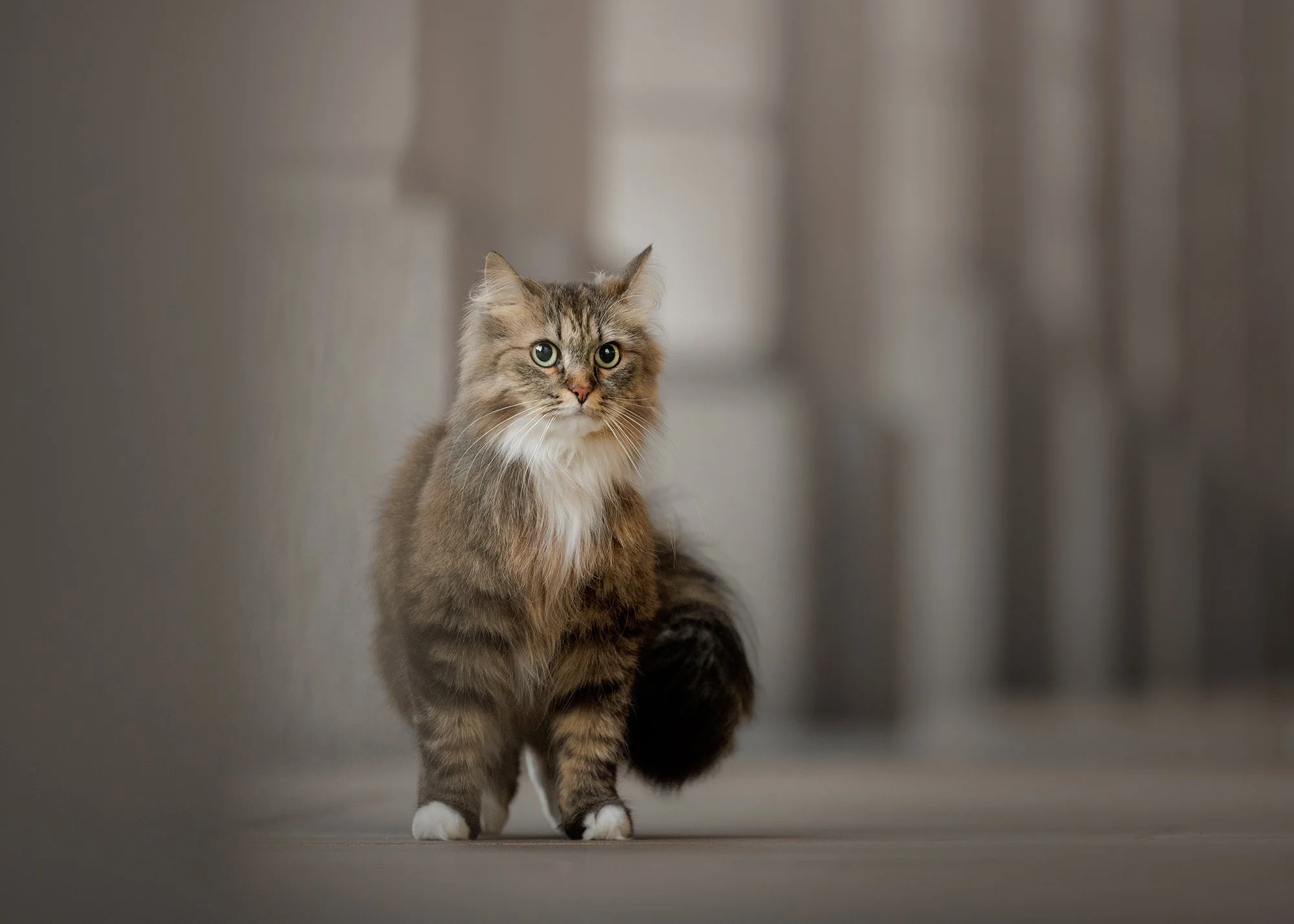 Amie Barron Cat Photography London - Social21.jpg