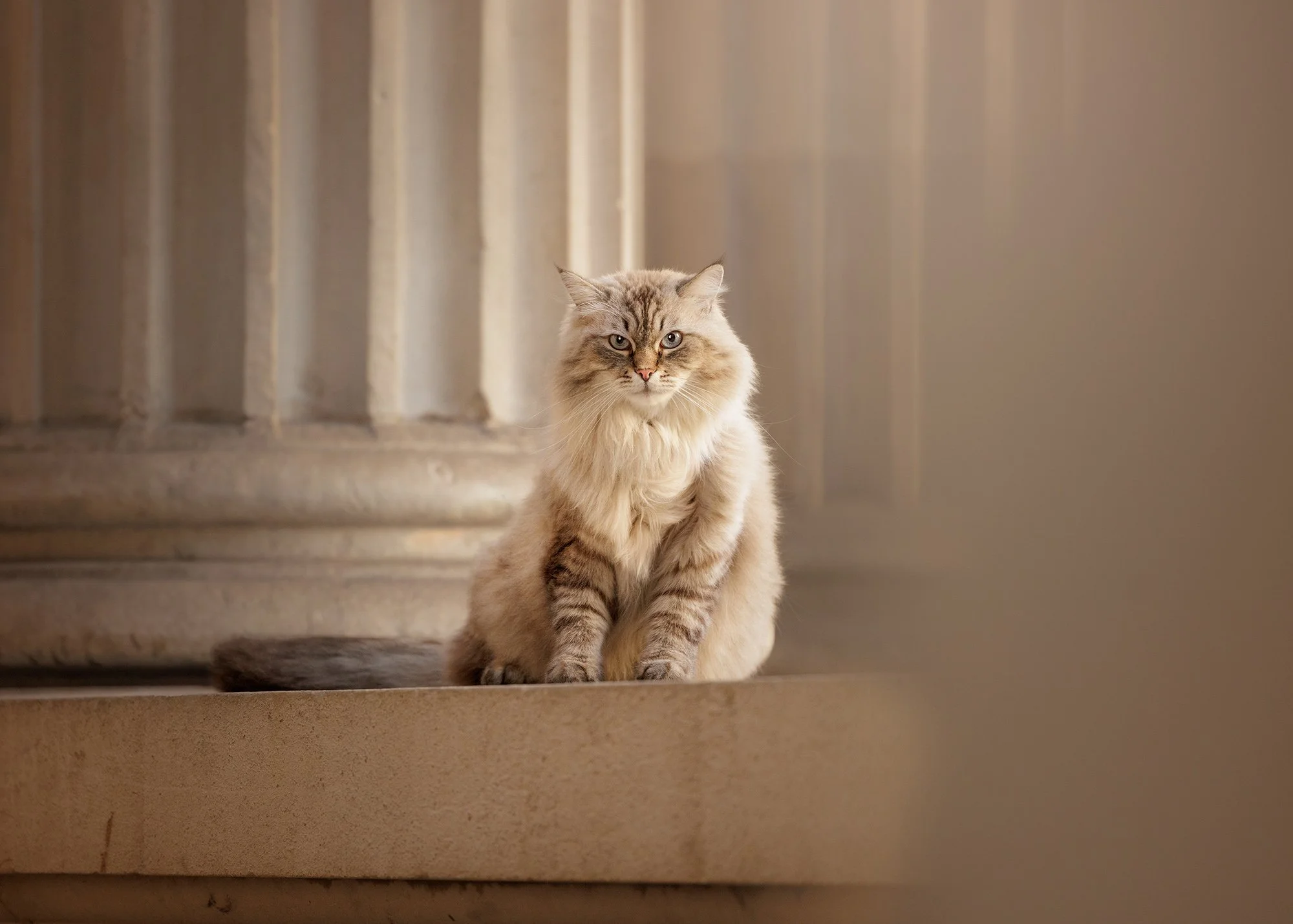 Amie Barron Cat Photography London - Social26.jpg