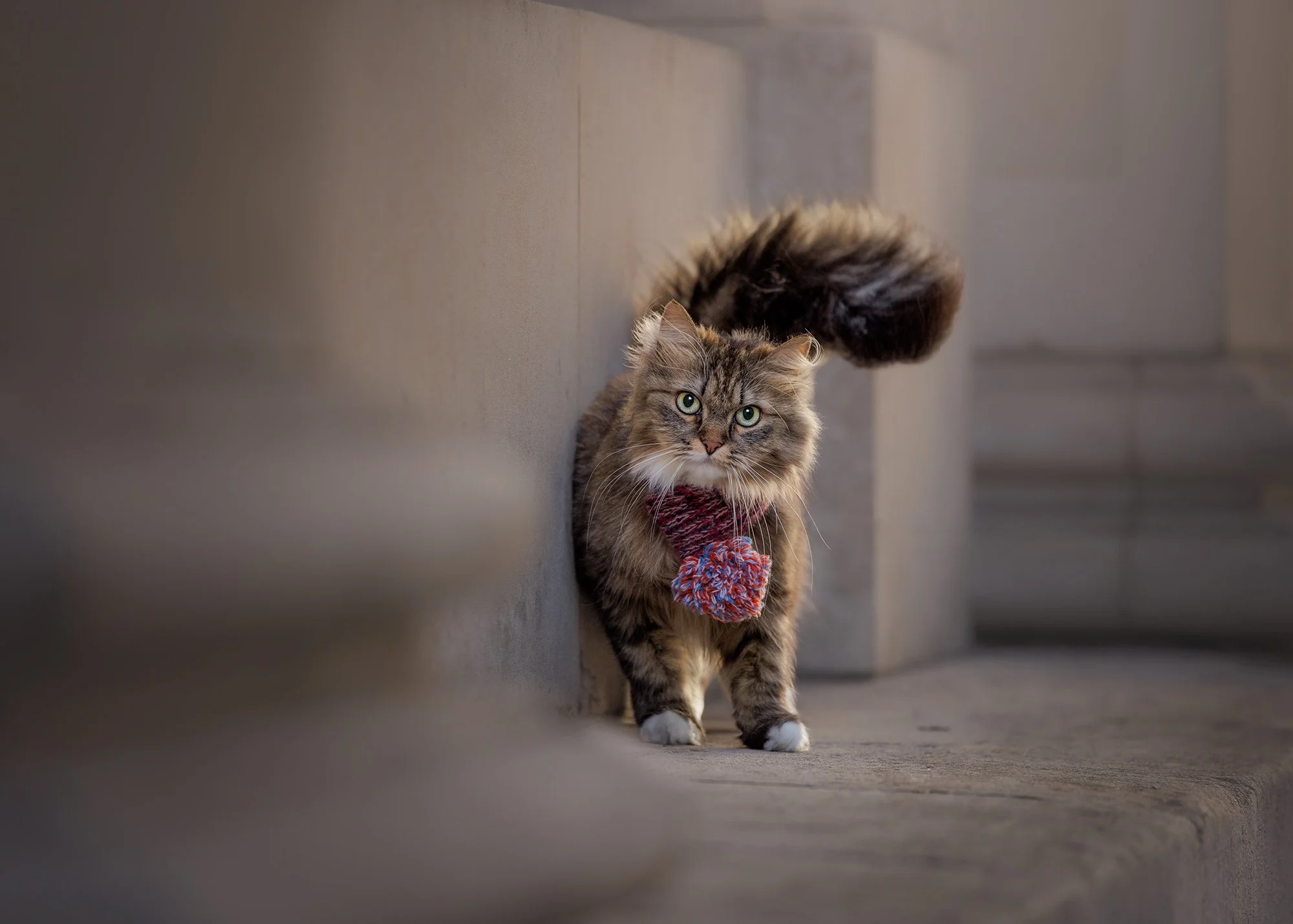 Amie Barron Cat Photography London - Social37.jpg