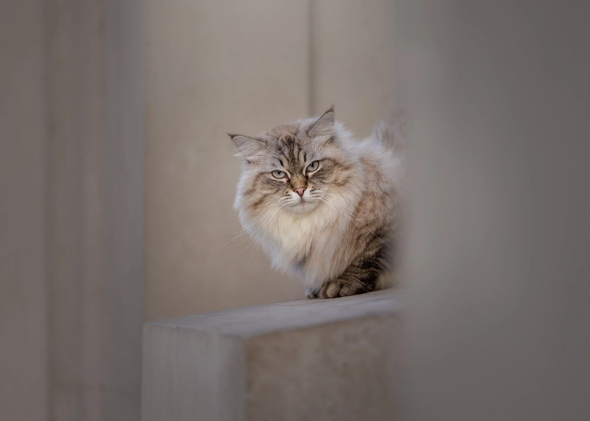 Amie Barron Cat Photography London - Social40.jpg
