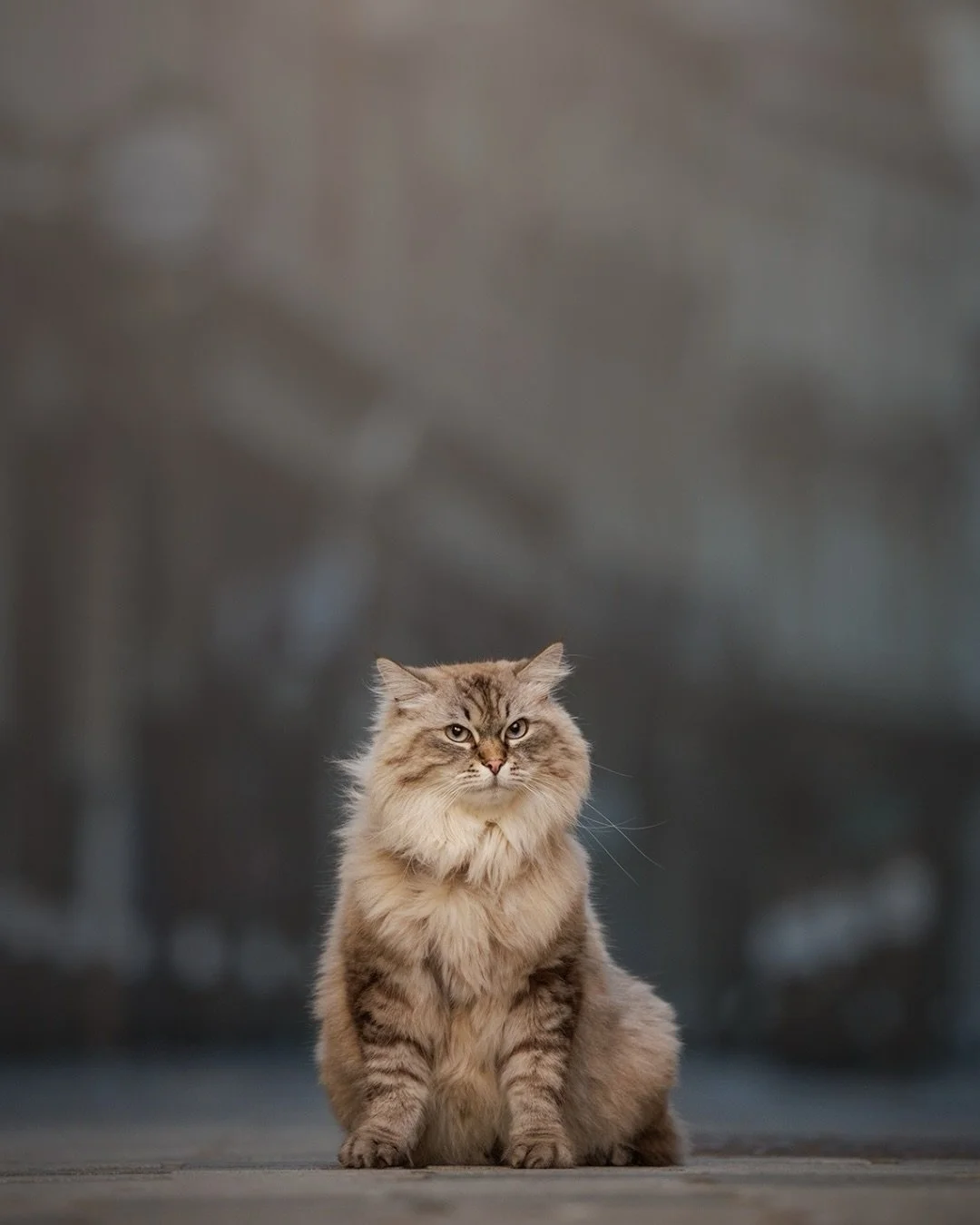 Two cats. Christmas morning. Central London. 🎄 

Not the start to Christmas Day most people expect, and honestly, friends questioned whether I had lost my mind, but I wouldn&rsquo;t have wanted to be anywhere else.

Anthony and Melantha&rsquo;s mom 