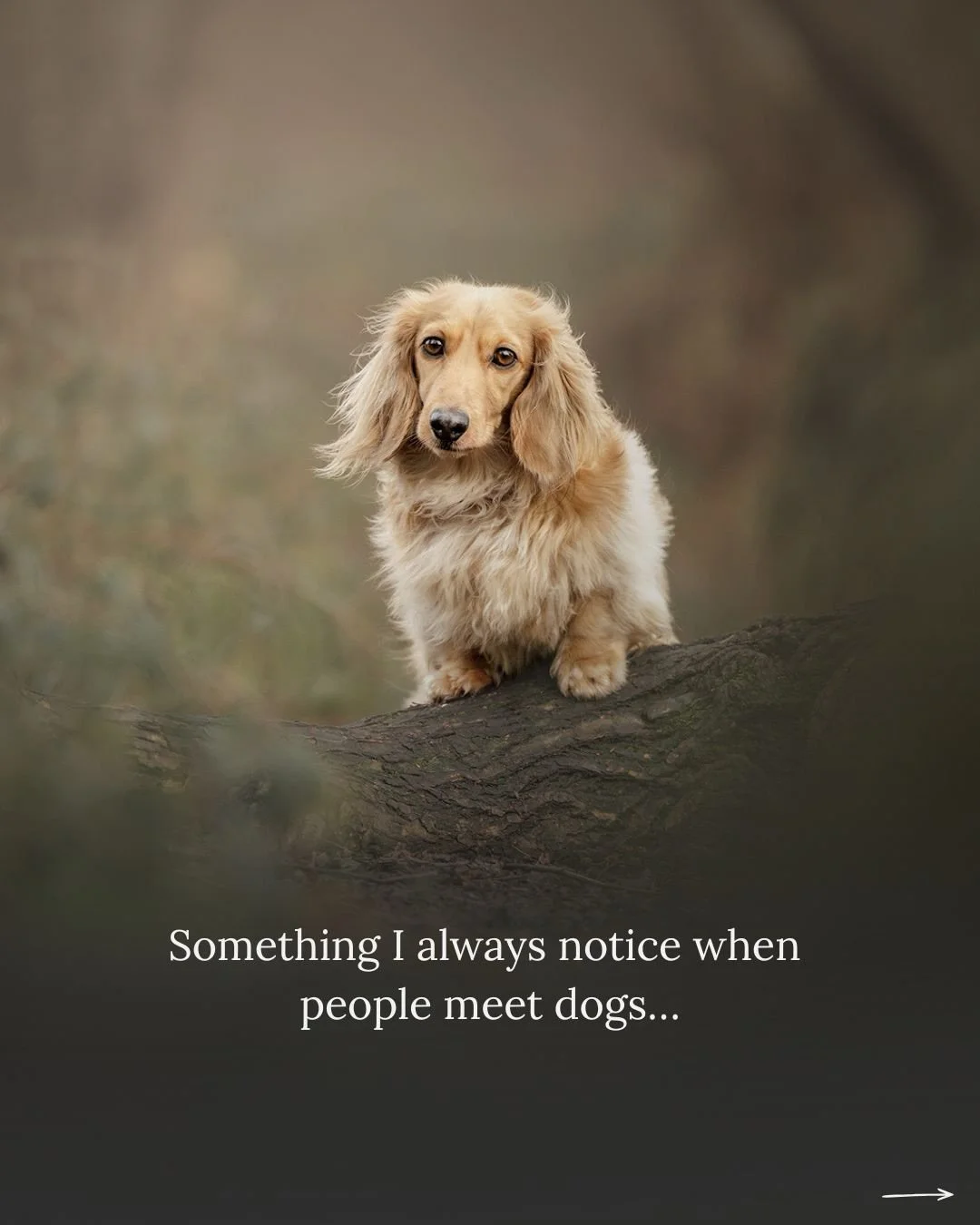 Something I see at all the time in London&hellip;
People mean well. They love dogs. They just&hellip; go straight in.
Hand out. Eye contact. Big energy.
And the dog&rsquo;s like, 
 absolutely not, thank you.

This is something Diane from @superhounds