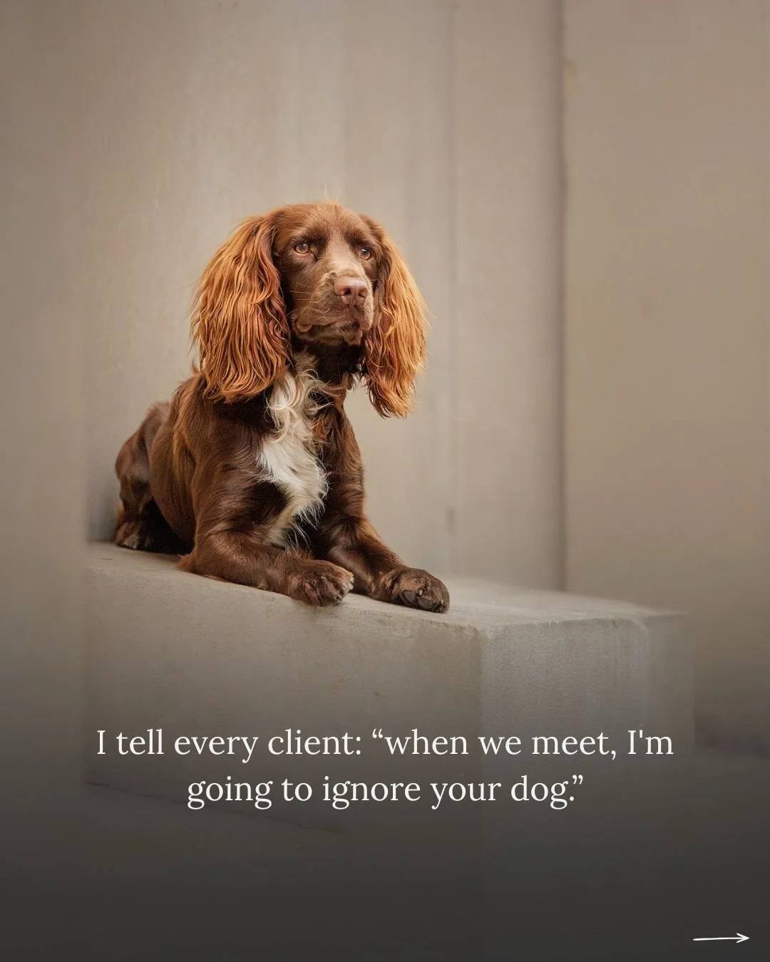 People call me a dog whisperer. I hate that phrase because of who it represents. But I do understand why they say it.

The truth is, I&rsquo;m not doing anything magical (though my reviews would lead you to believe otherwise 😉) I&rsquo;m just not do