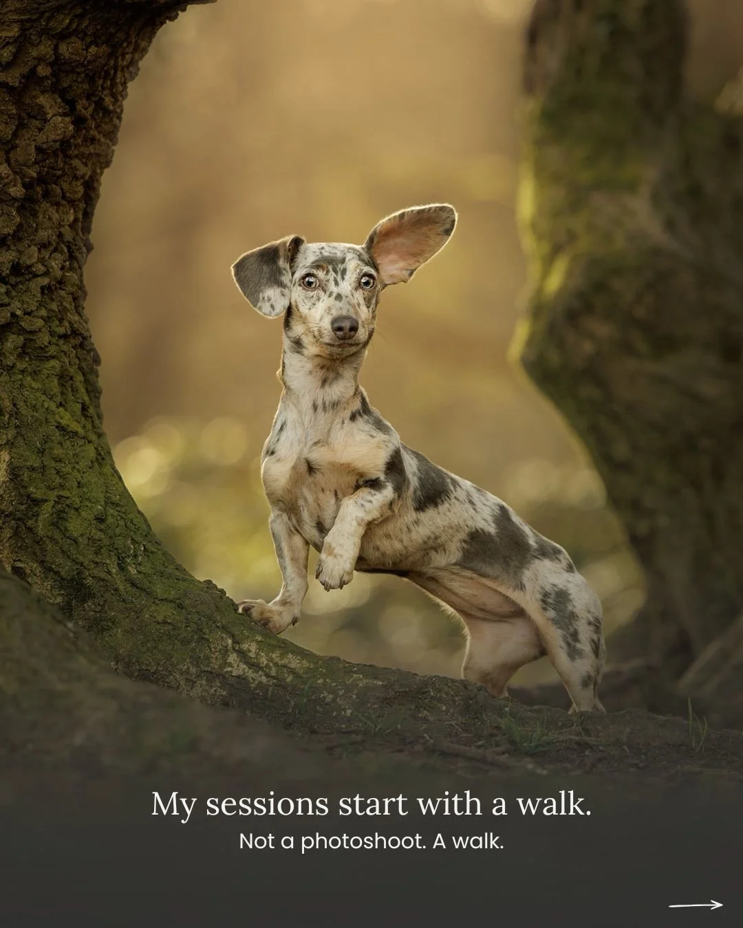 My outdoor sessions start with a walk.

Not a photoshoot. Not a setup. Just&hellip; a walk. Through a woodland, a meadow, or along a quiet London street before the city properly wakes up. Camera in hand, dog beside you, no real agenda except letting 