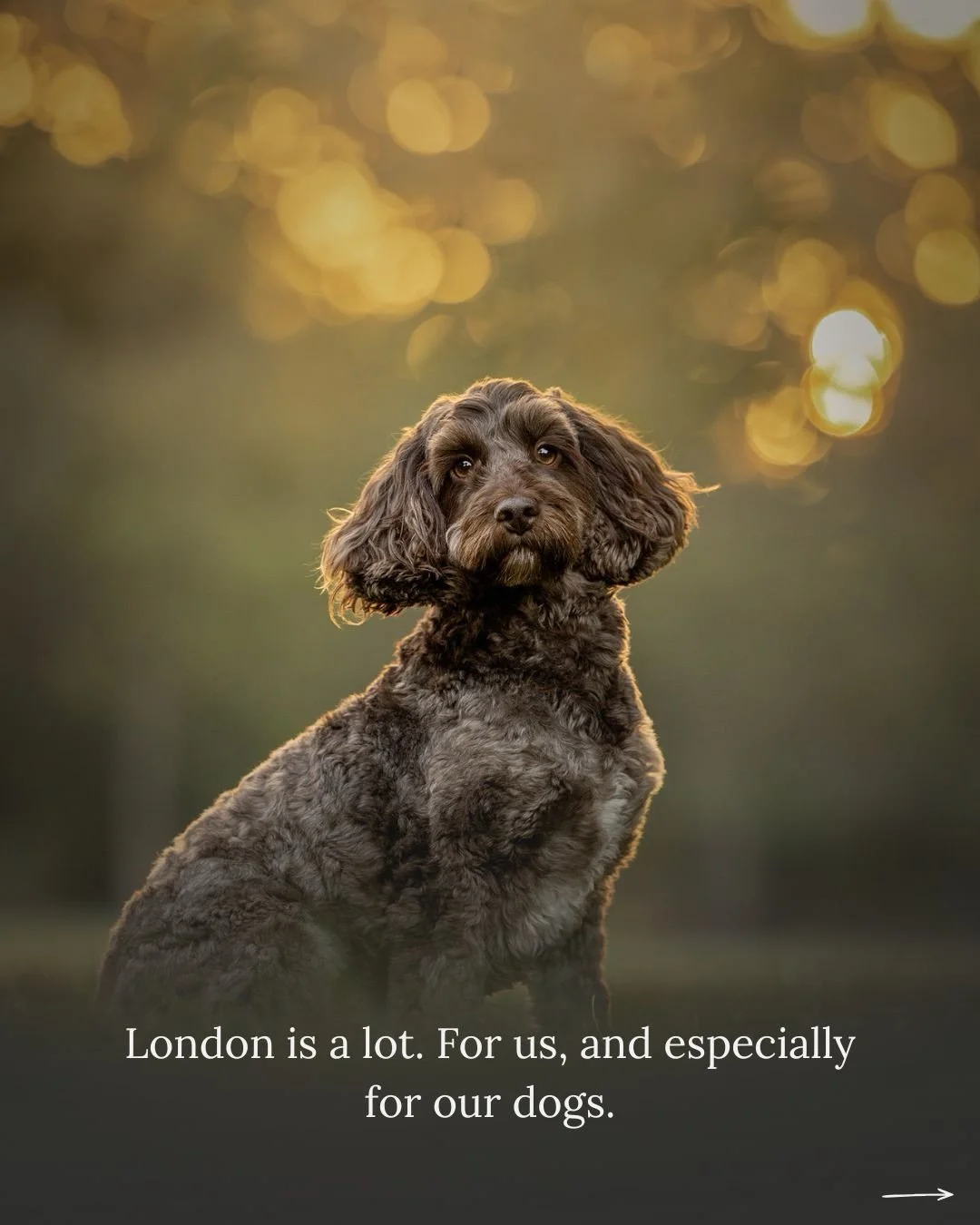 London is a lot. For us, and especially for our dogs.

I have ADHD, and I&rsquo;ll be honest - I&rsquo;ve been caught dissociating right alongside a dog in a busy &ldquo;dog-friendly&rdquo; venue before. 

One minute you&rsquo;re present, and the nex