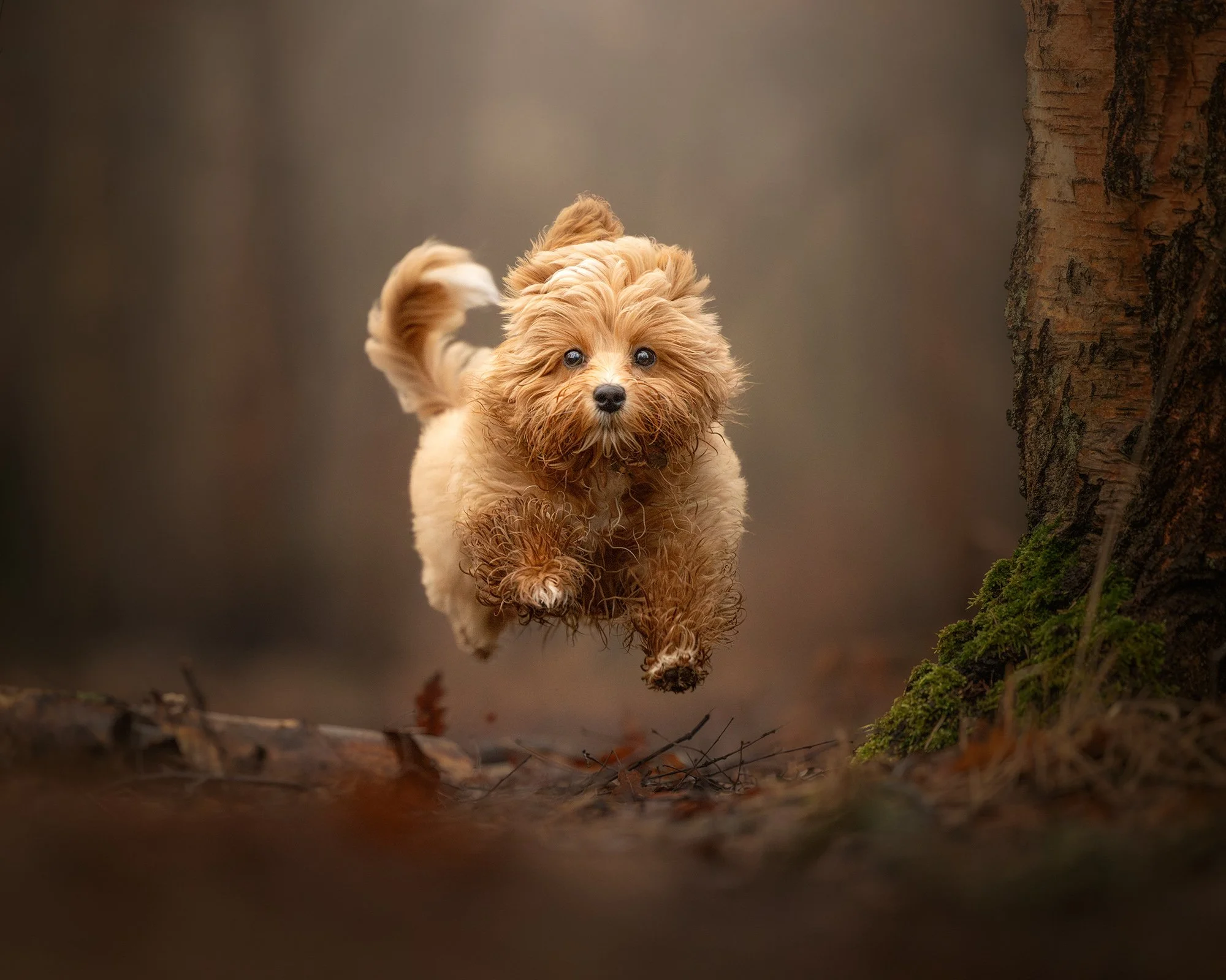 Top Dog Walks in London: Wimbledon Common