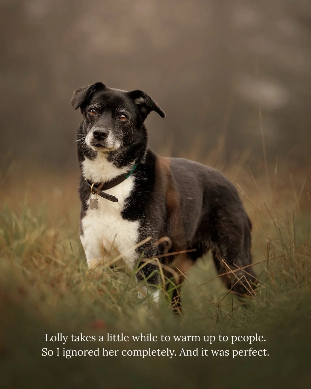 Lolly takes a little while to warm up to people.

Her humans mentioned it before we started - just so I knew. And honestly, it&rsquo;s one of my favourite things to hear because it means the session will require exactly the kind of patience I love mo