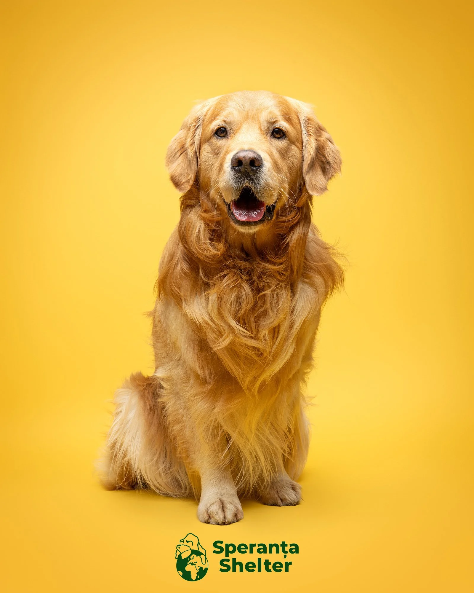 Amie Barron Dog Photography - Speranta Shelter5.jpg
