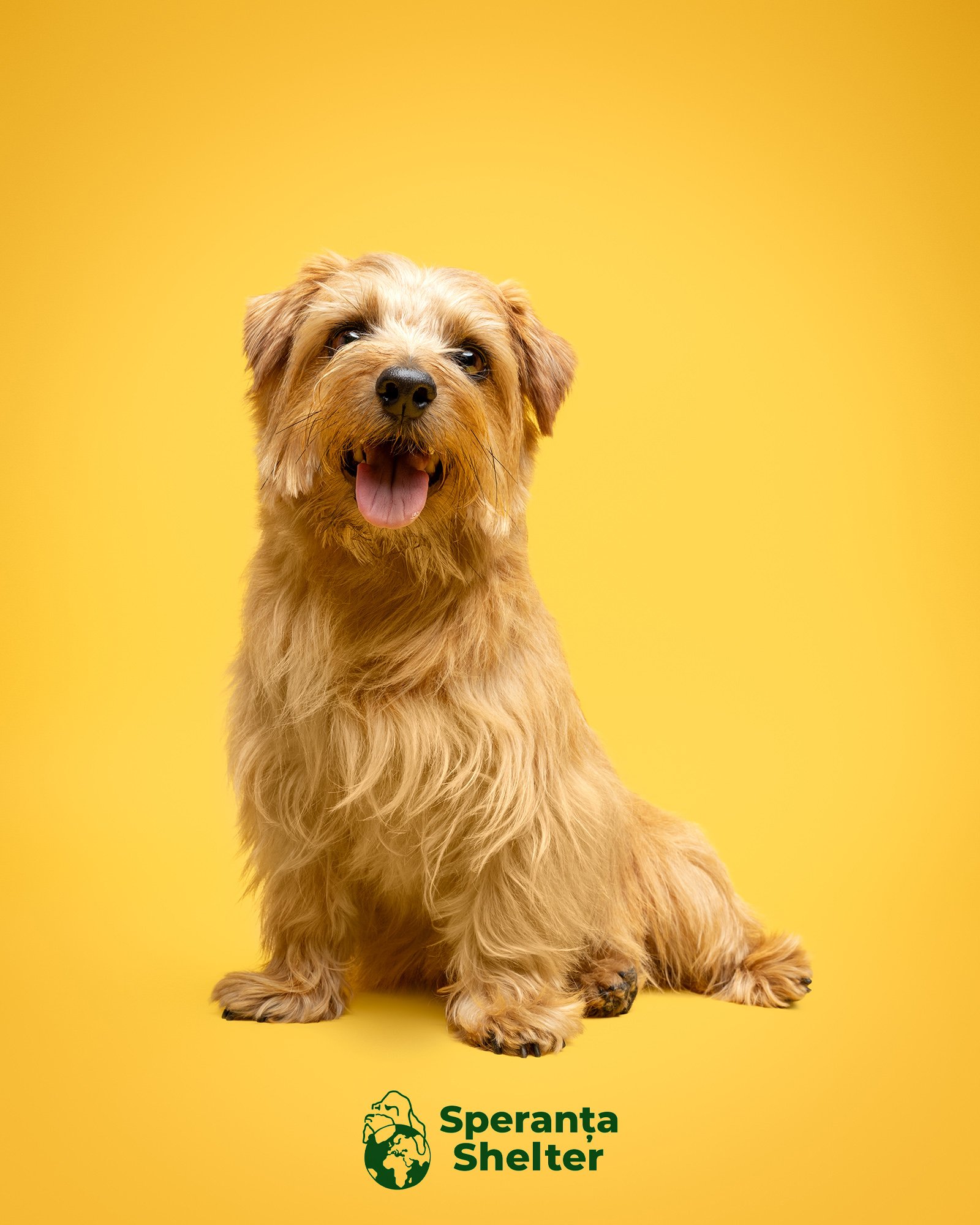 Amie Barron Dog Photography - Speranta Shelter6.jpg